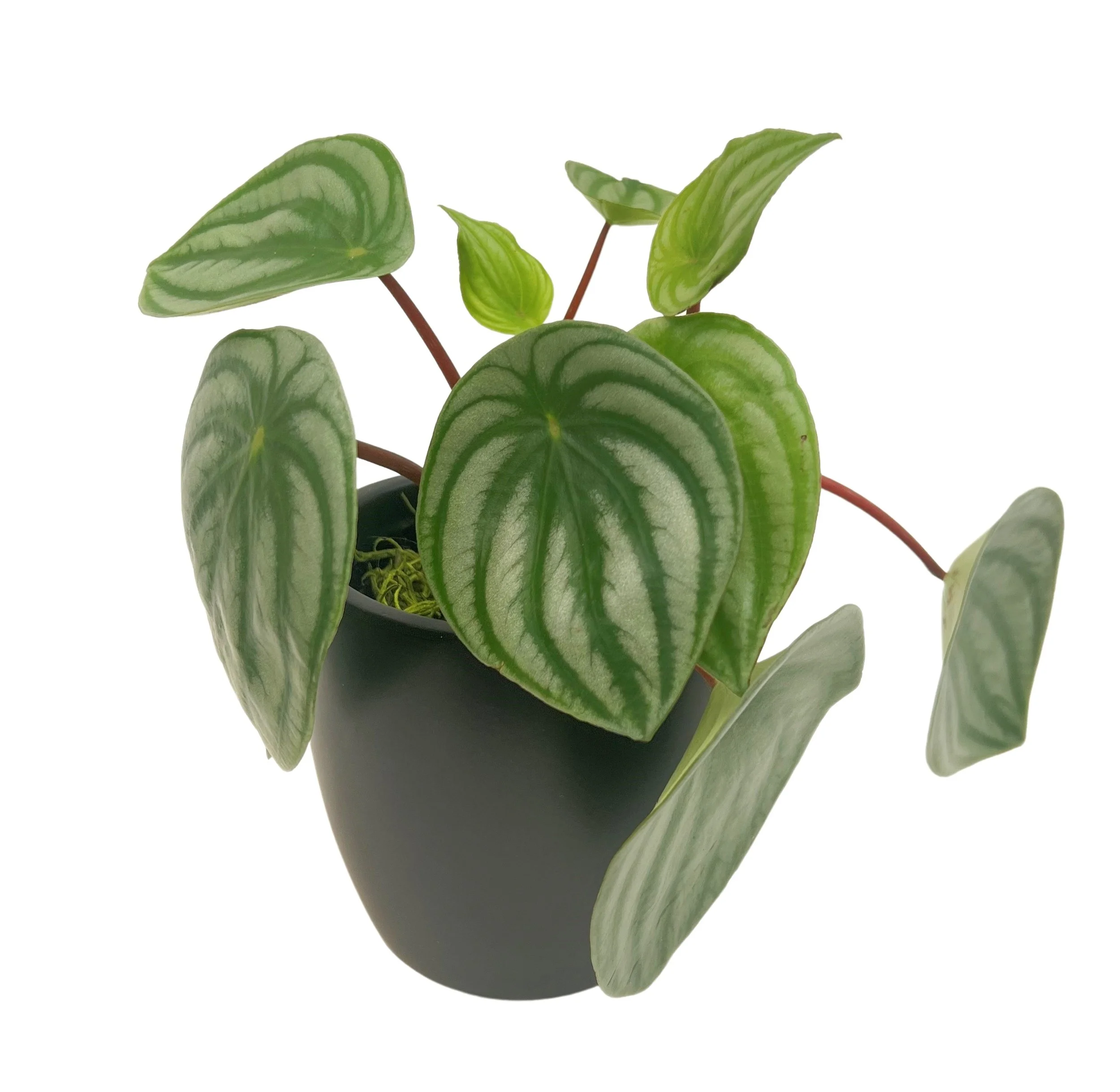Close-up of a potted plant with green, streaked leaves against a white background.