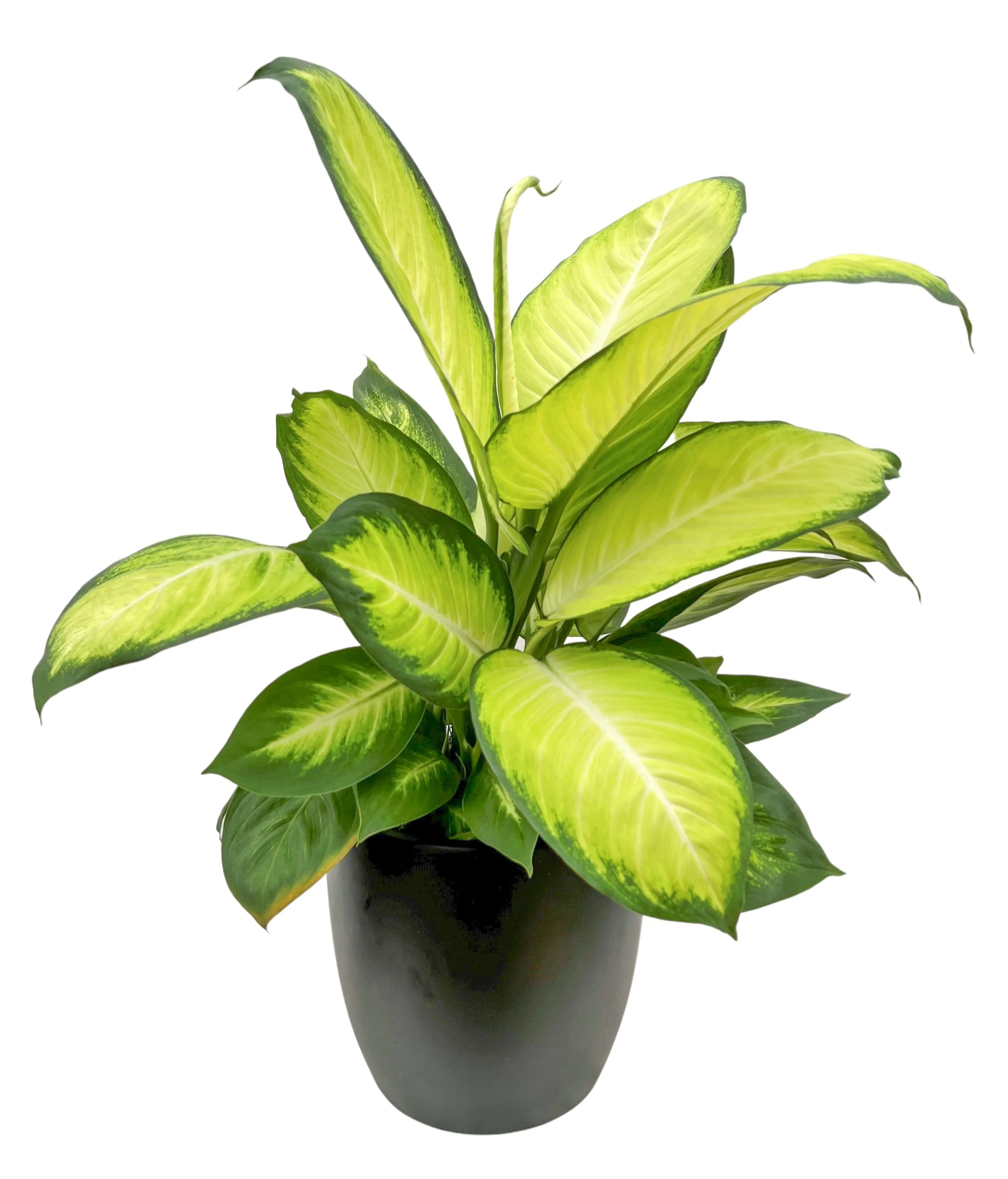 A potted variegated rubber plant with green and yellow leaves on a white background.