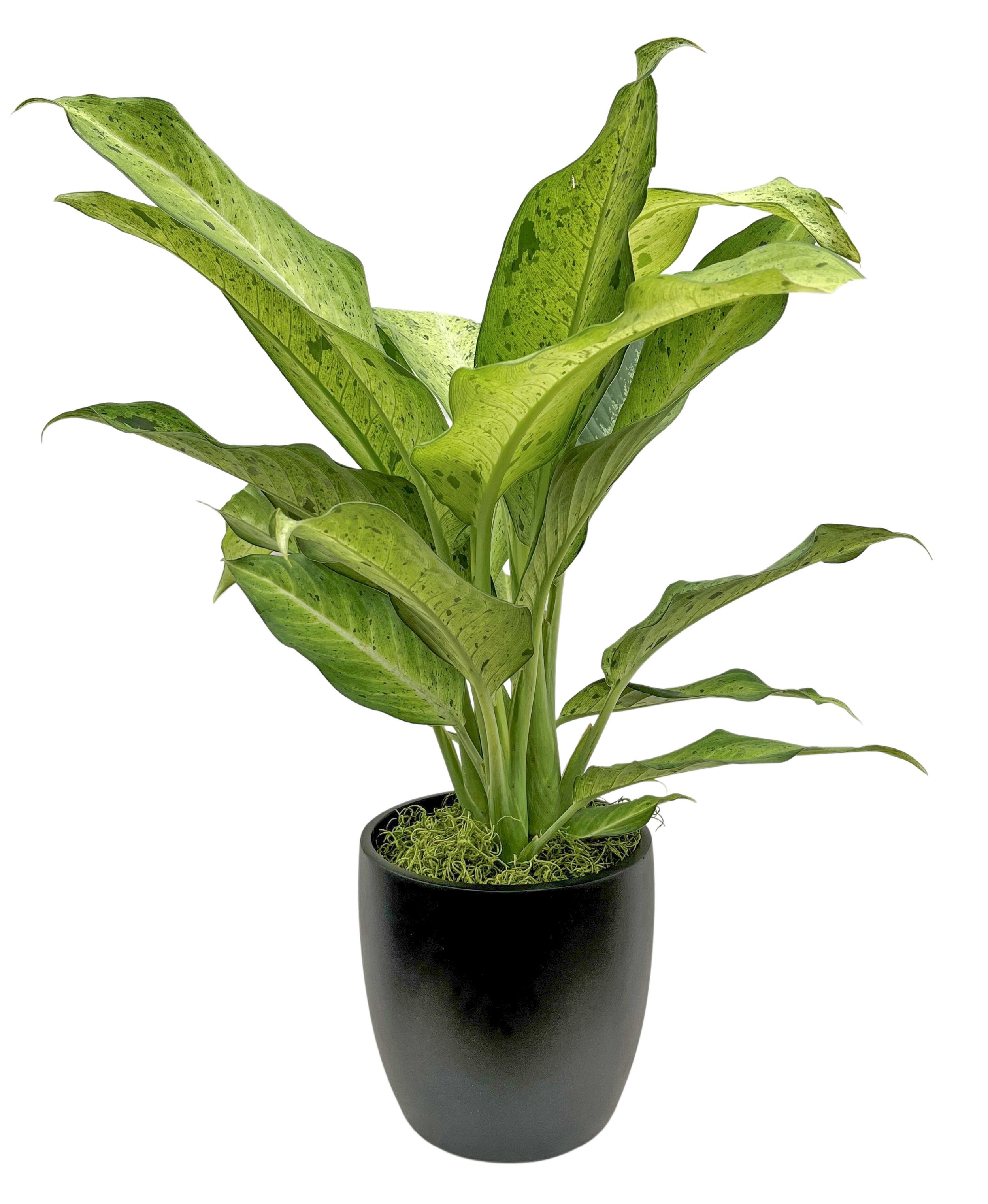 A potted houseplant with long, variegated green leaves, some with dark spots, in a black pot.