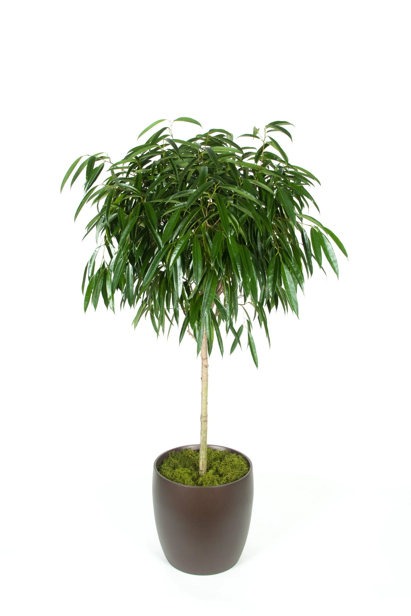 Indoor potted plant with long green leaves, tall slender stem, in a dark brown planter with moss at the base, isolated on white background.