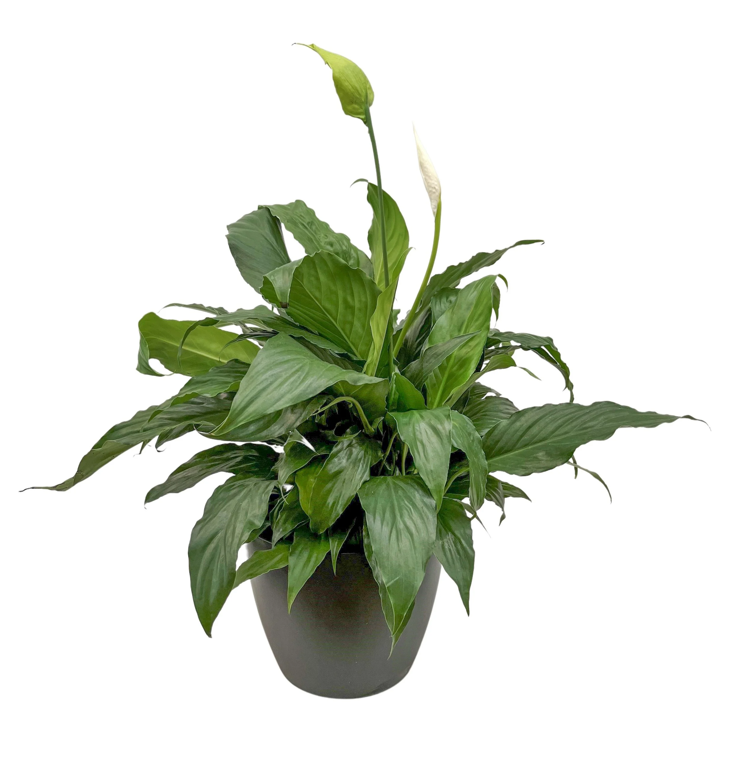 A potted peace lily plant with green leaves and a white spathe flower against a white background.