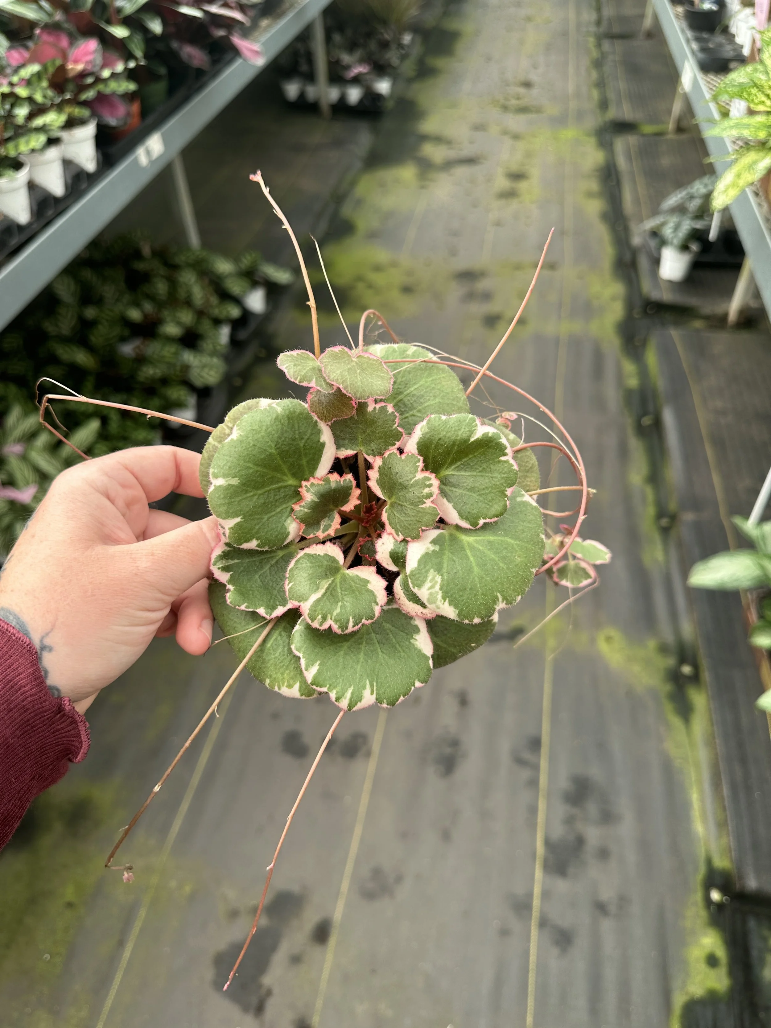4" strawberry begonia variegated - $5.74