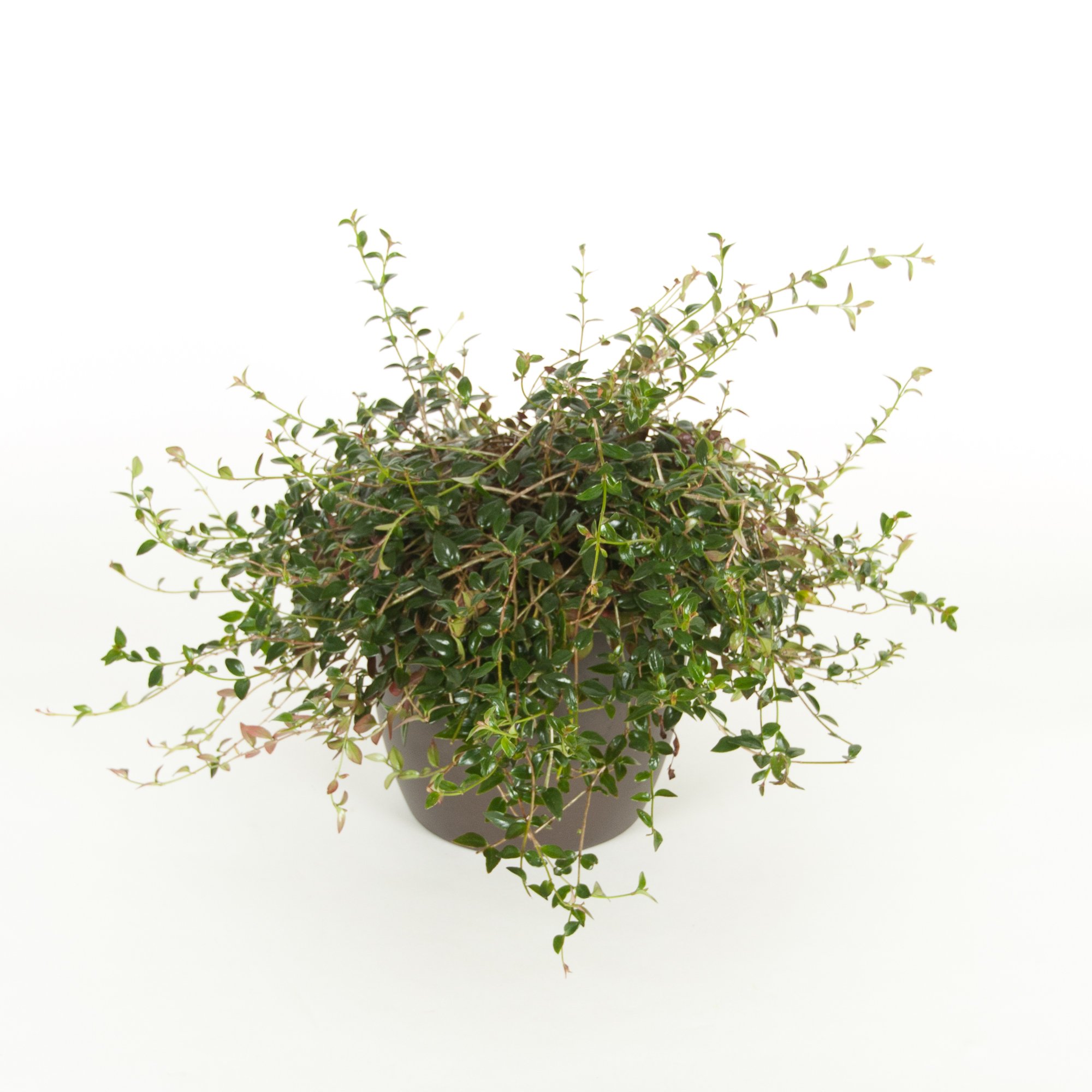 A potted plant with green and variegated leaves on a white background.