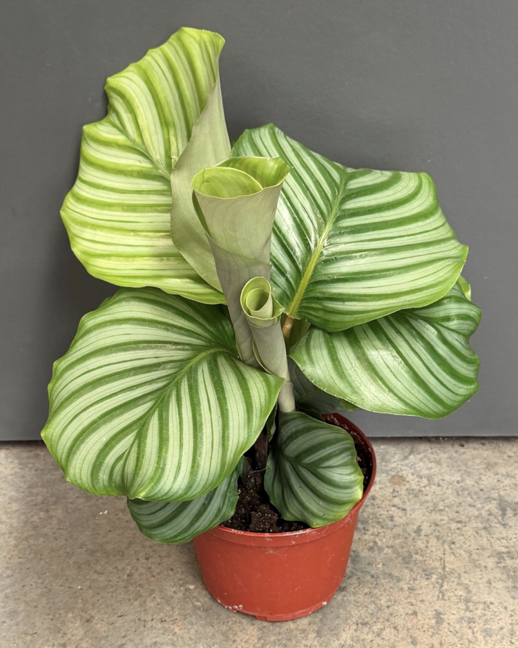 6" calathea orbifolia - $17.41