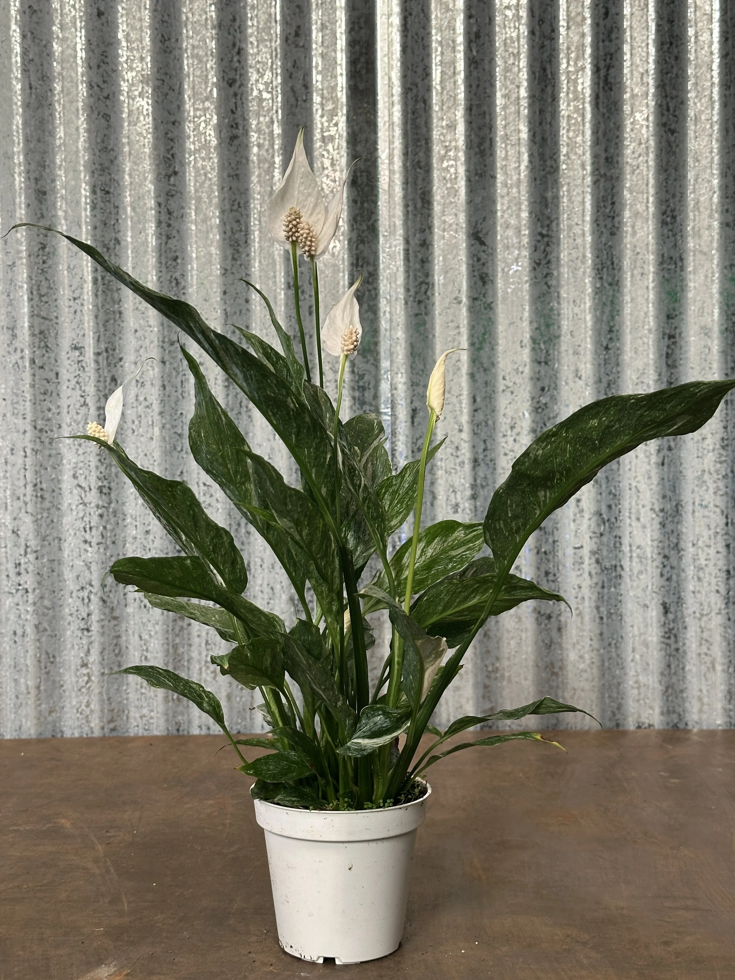 4" spath variegated - $6.66