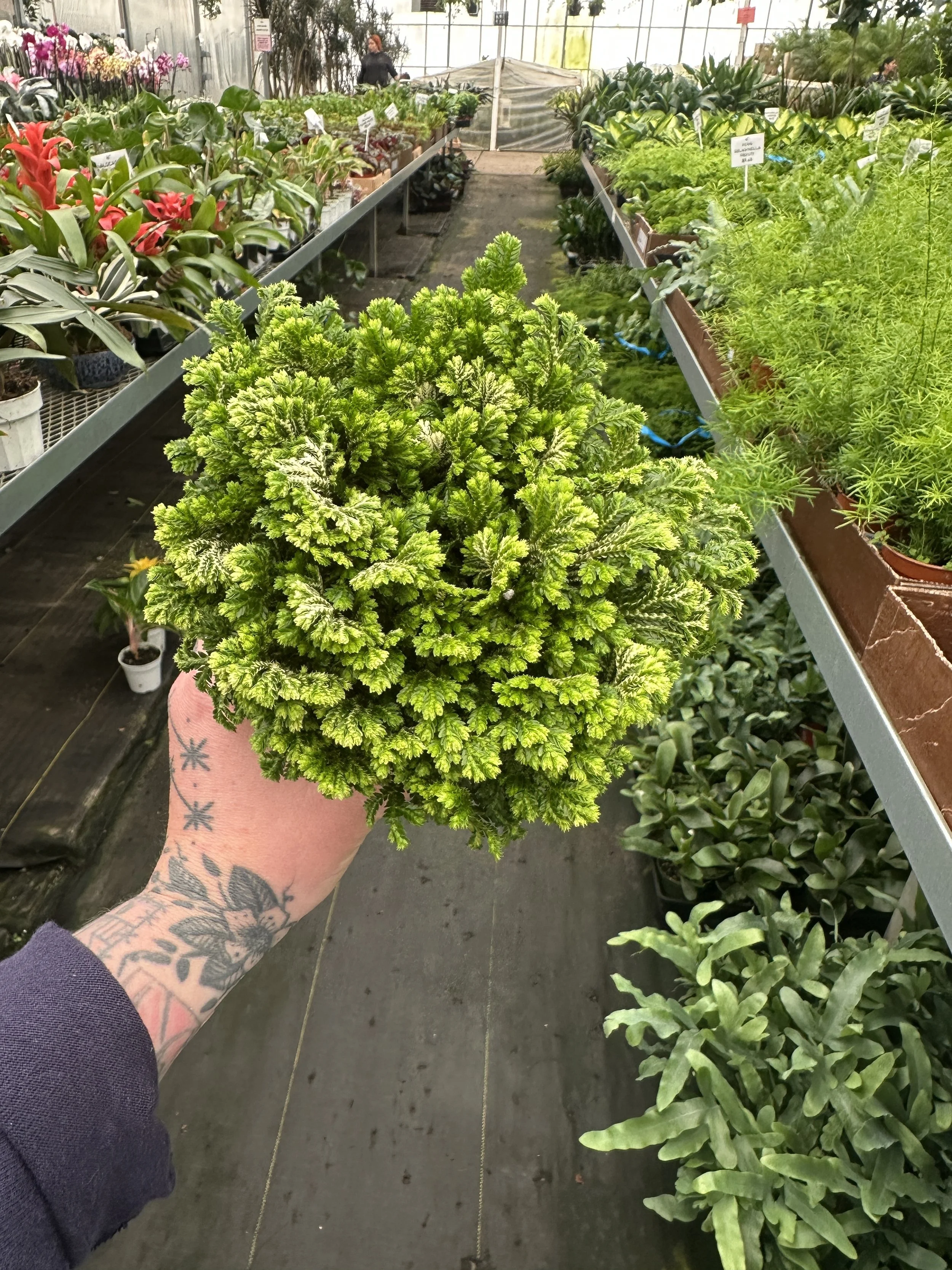 4" fern selaginella frosty - $9.68