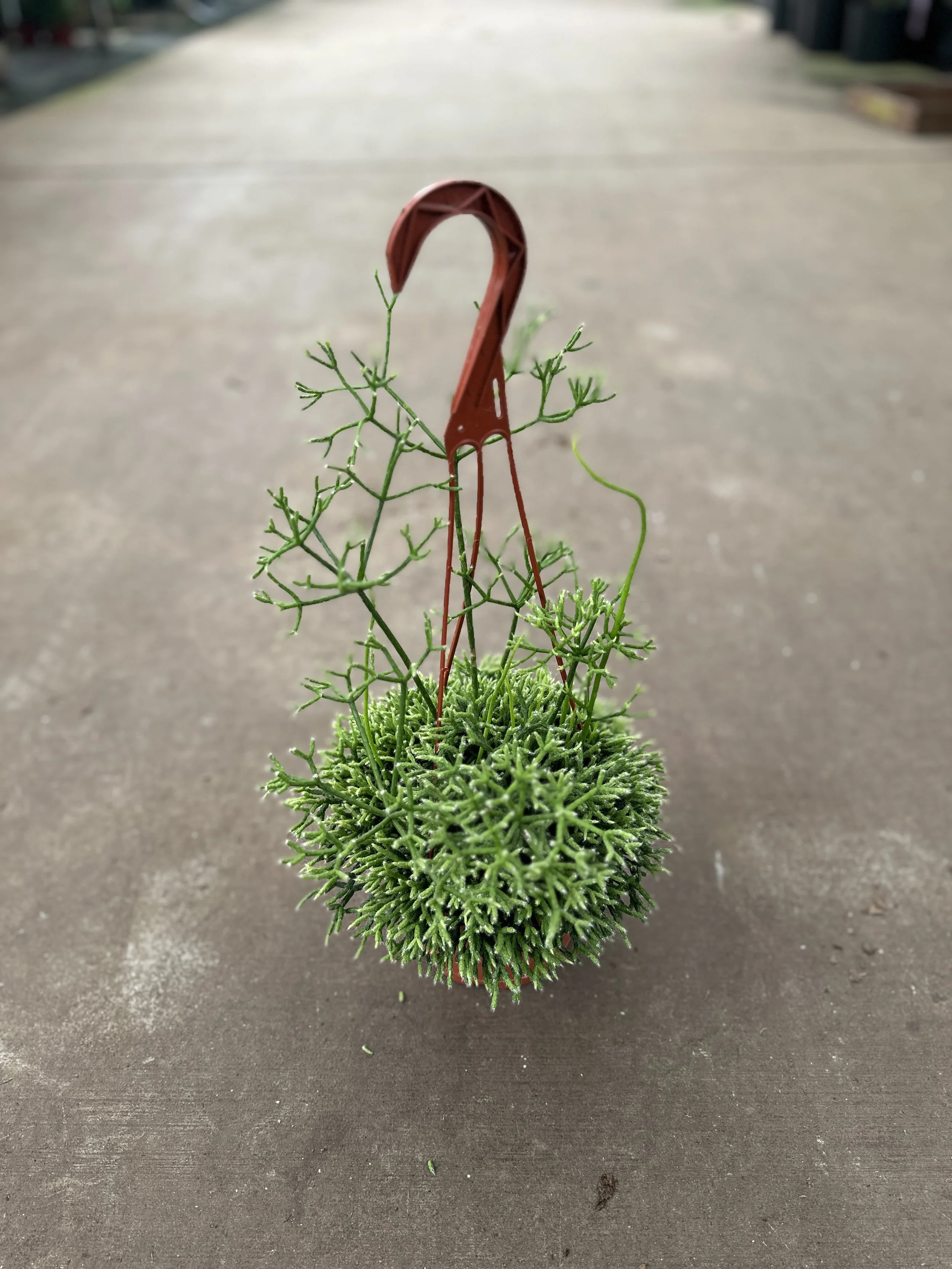 6" rhipsalis - $16.27
