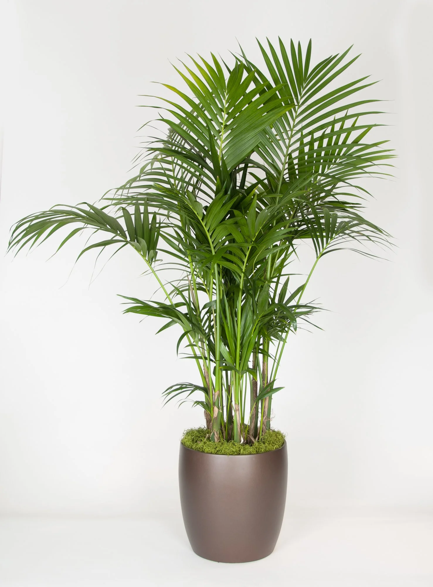 A tall potted indoor palm plant with lush green fronds in a brown decorative pot.