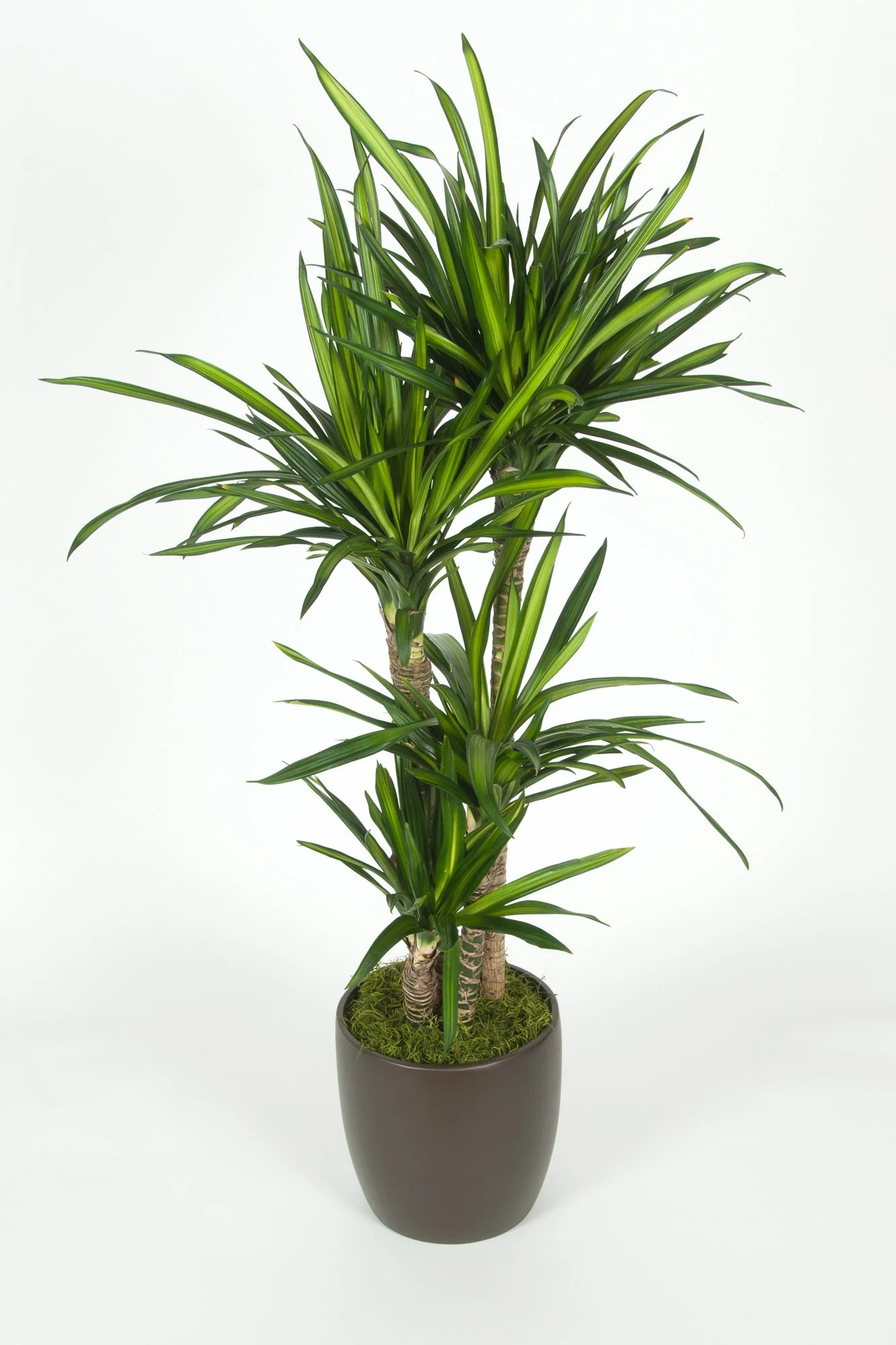 Indoor potted plant with long, narrow green leaves in a brown pot.