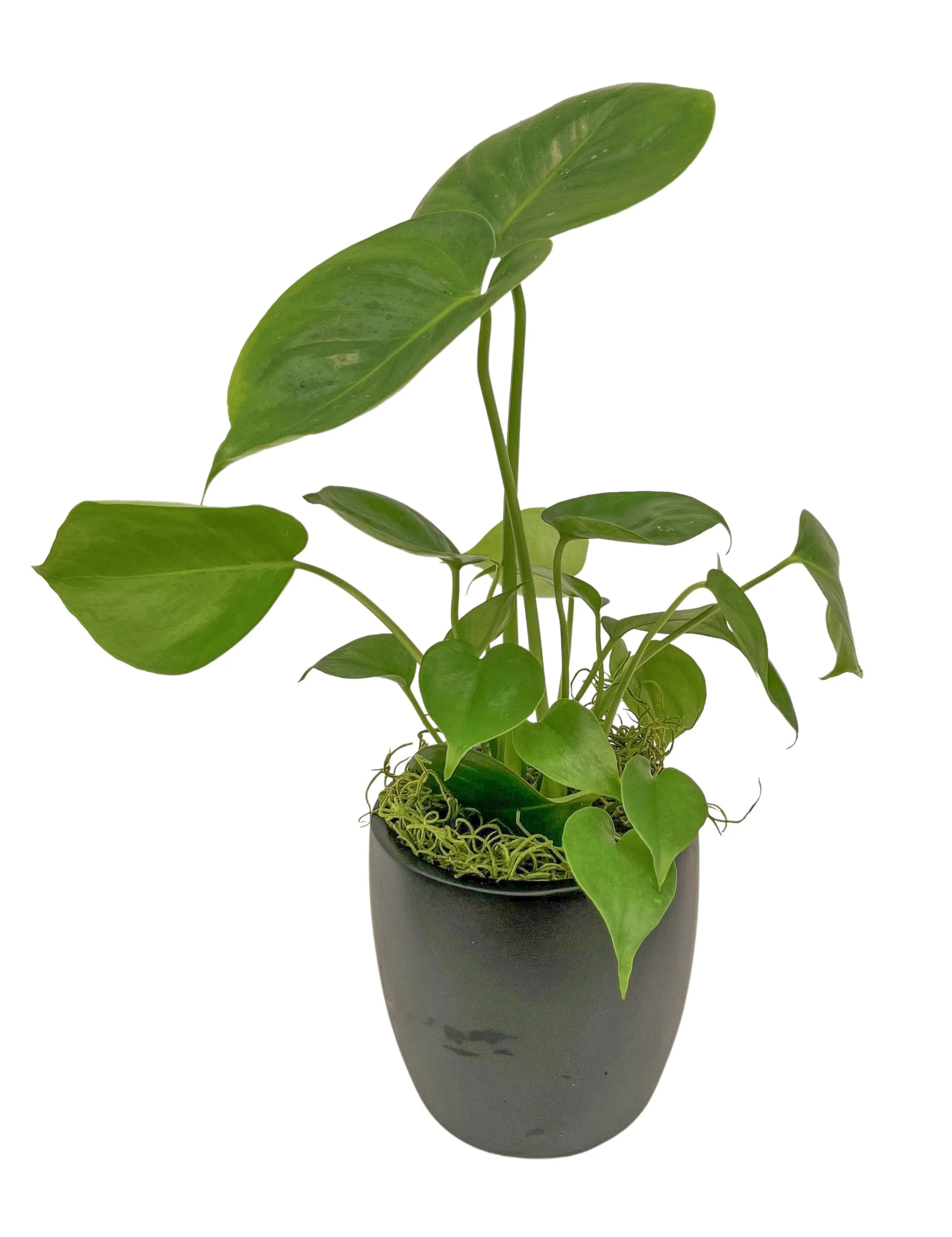 A potted green houseplant with large and small leaves on a white background.