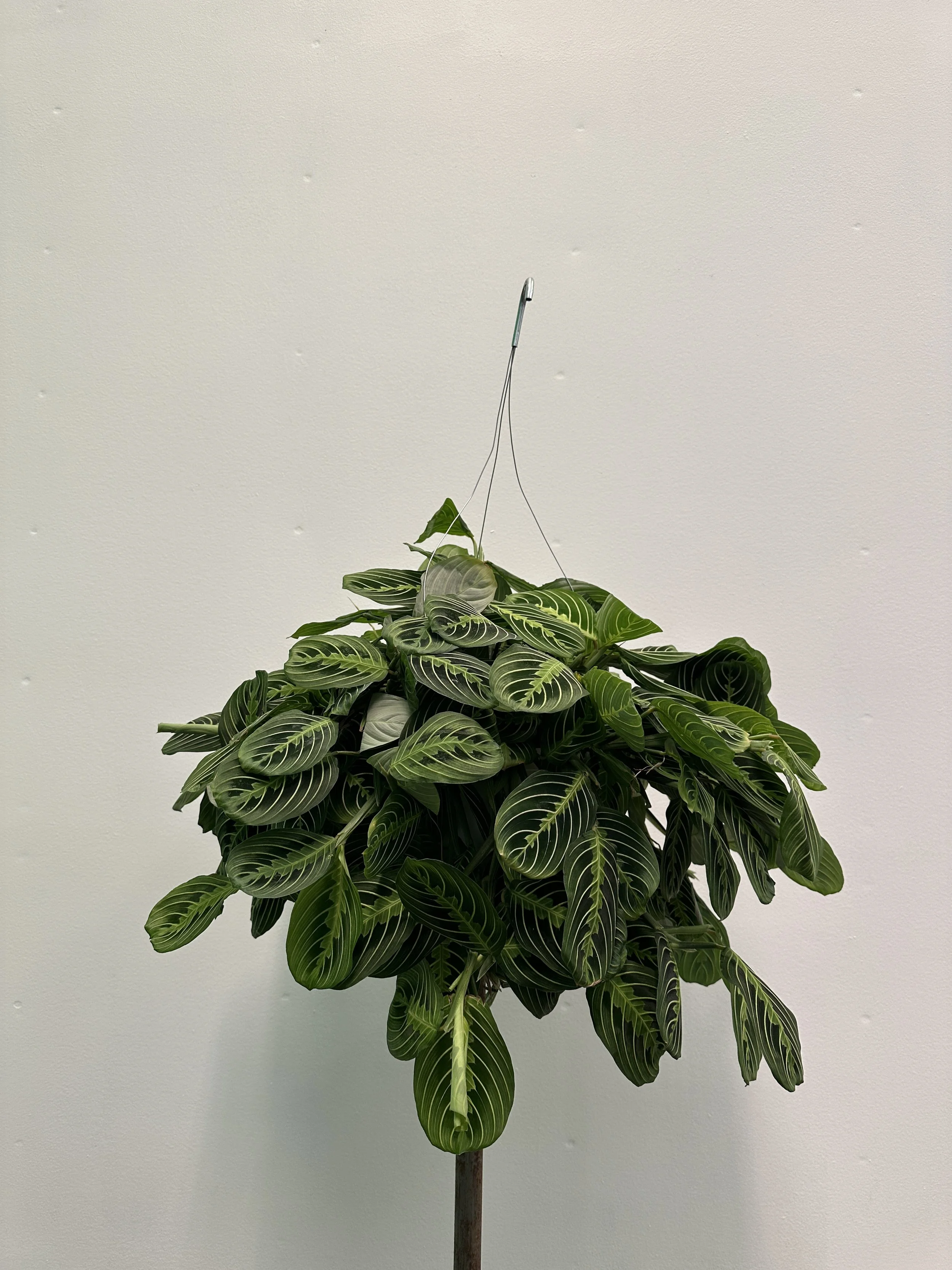 8" maranta lime - $25.42