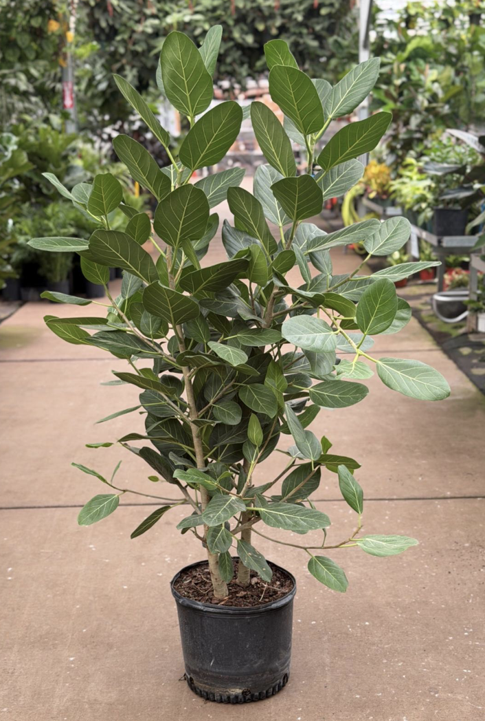 14" ficus Audrey bush - $131.24