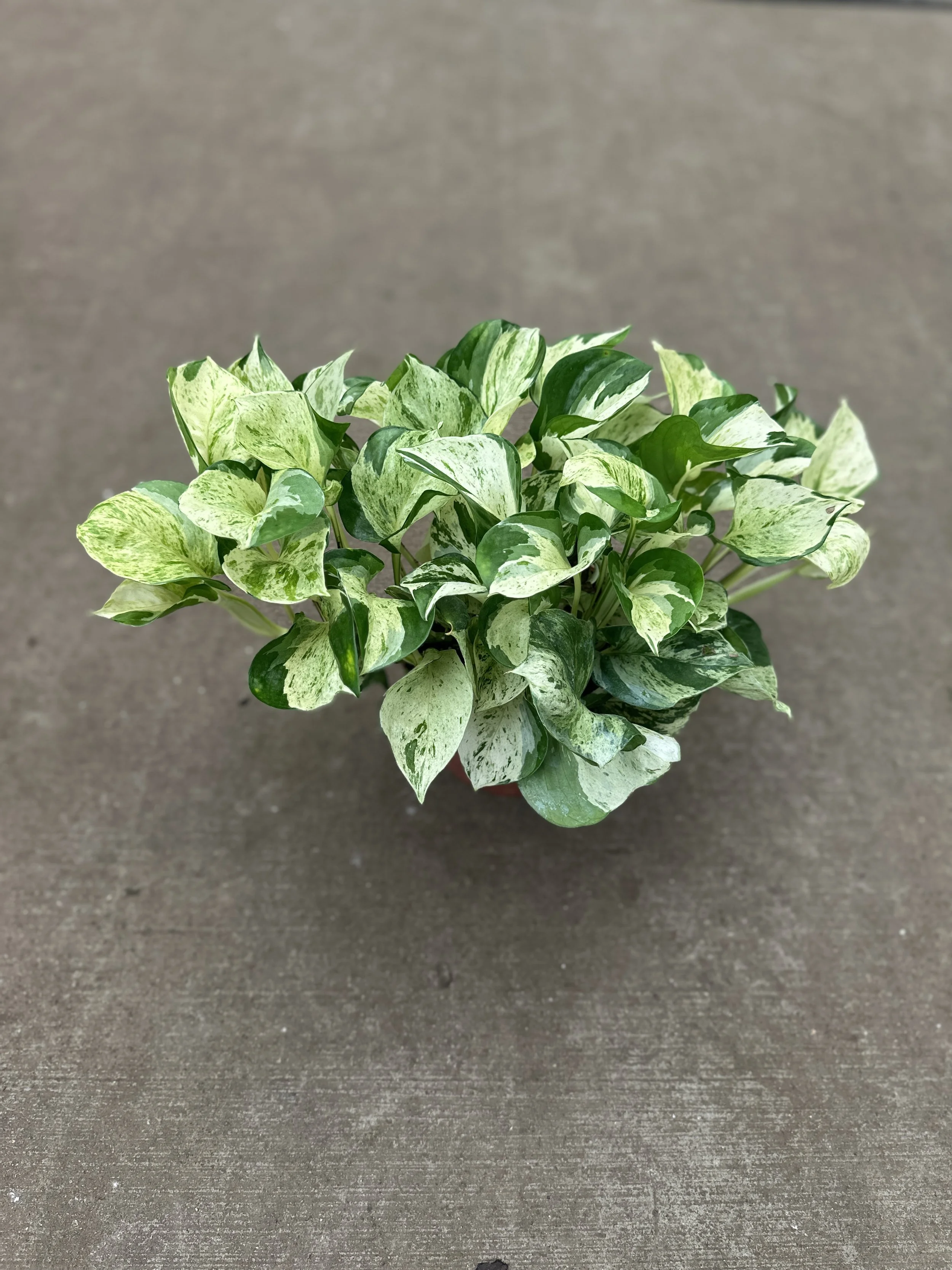 6" pothos manjula - $25