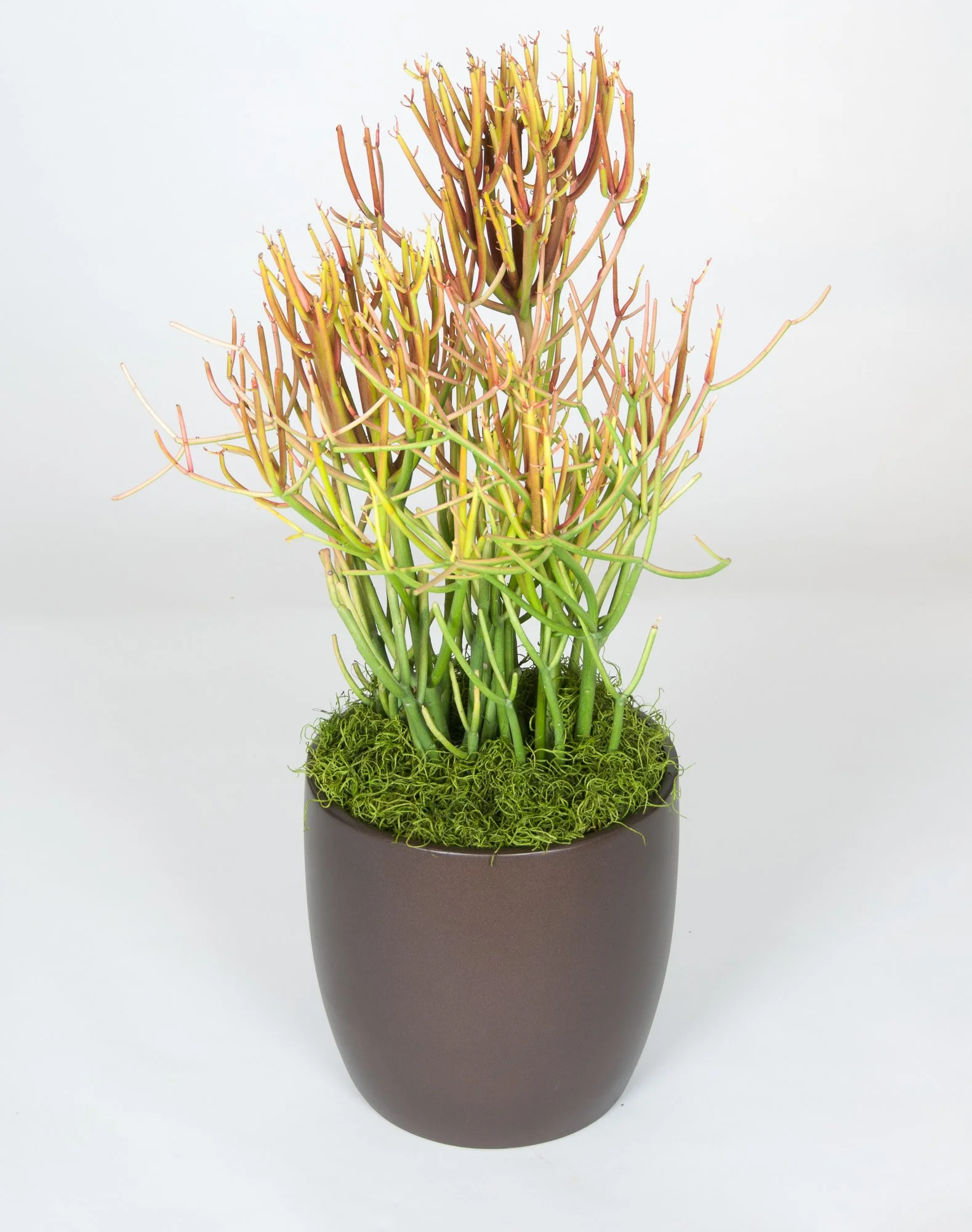 A potted succulent plant with numerous thin, branching stems in shades of green, yellow, and reddish-brown, set against a plain white background.