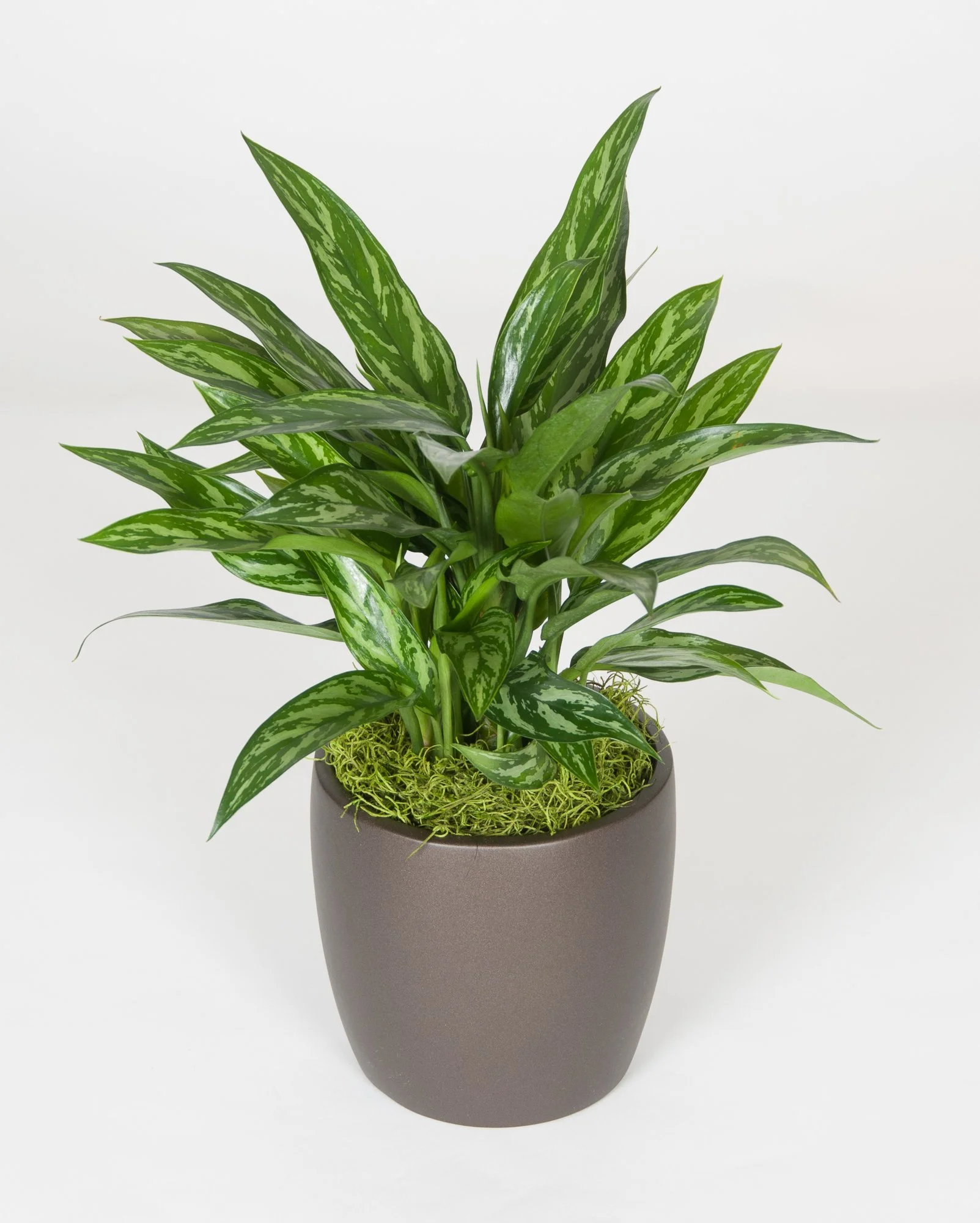 A potted houseplant with green and white variegated leaves in a matte dark gray pot against a plain white background.