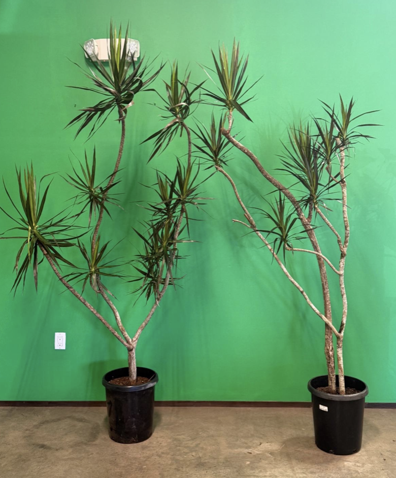 7gal/14in Dracaena Marginata Dr Seus - $350