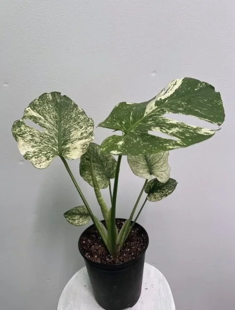 5" monstera white monster - $31.39