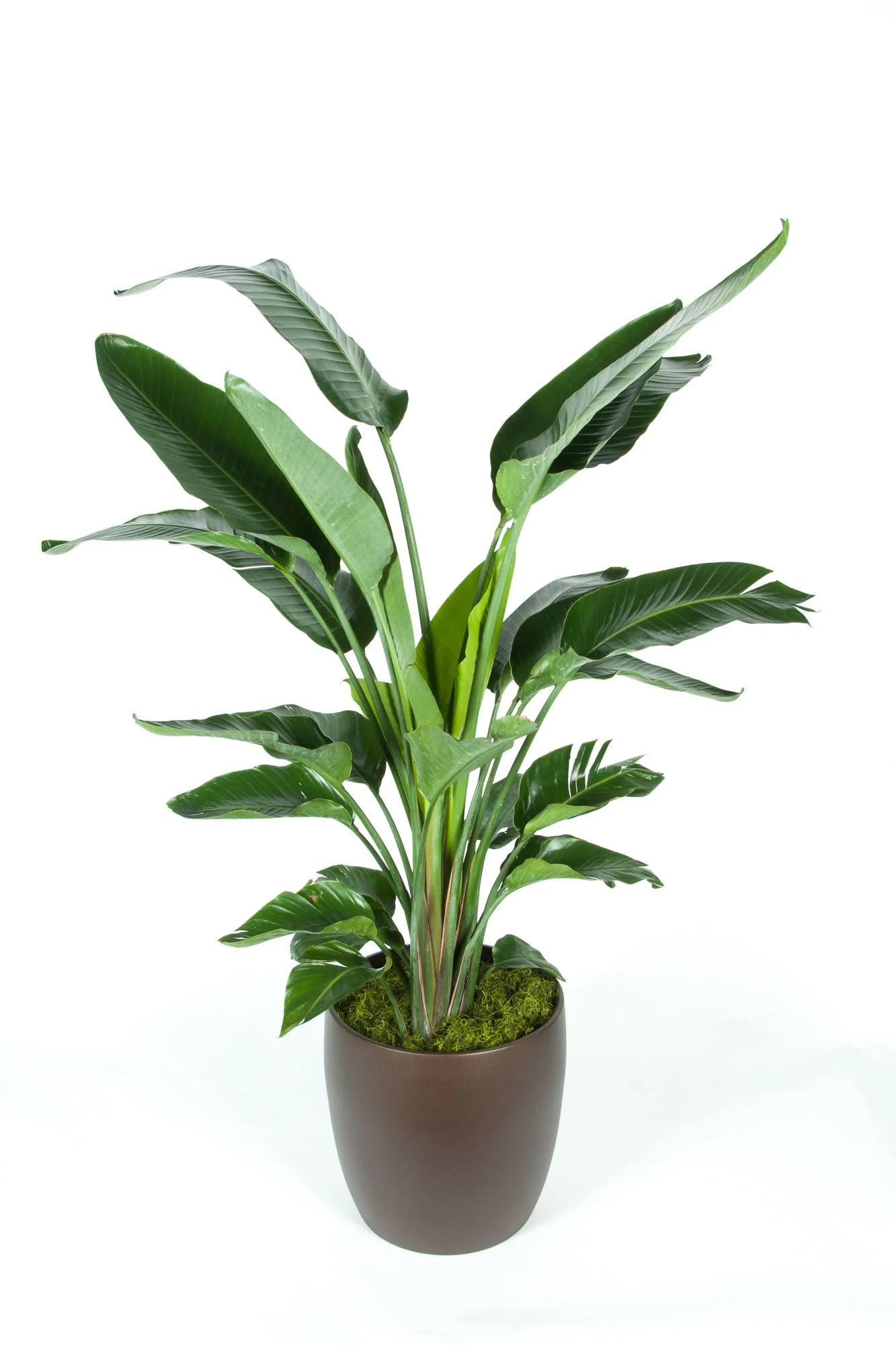 Indoor potted houseplant with large, dark green leaves in a brown pot against a white background.