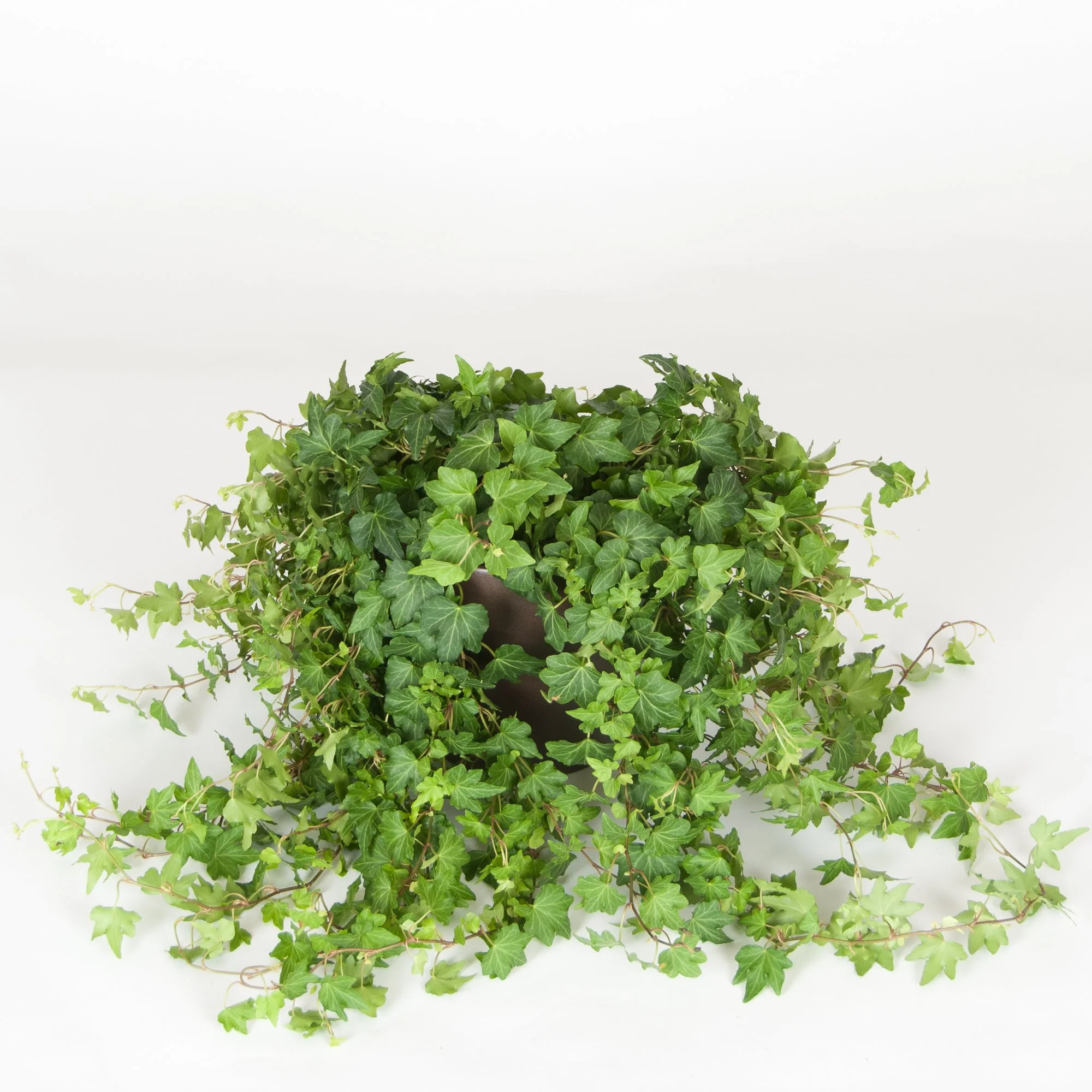 A potted ivy plant with lush green leaves against a plain white background.