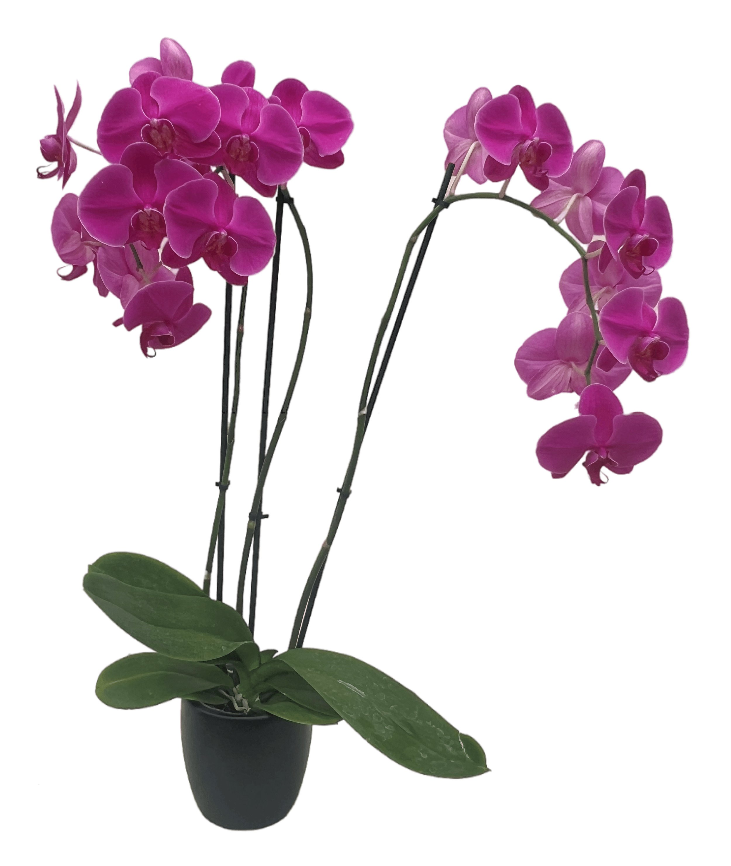 Pink orchids in a black pot with green leaves.