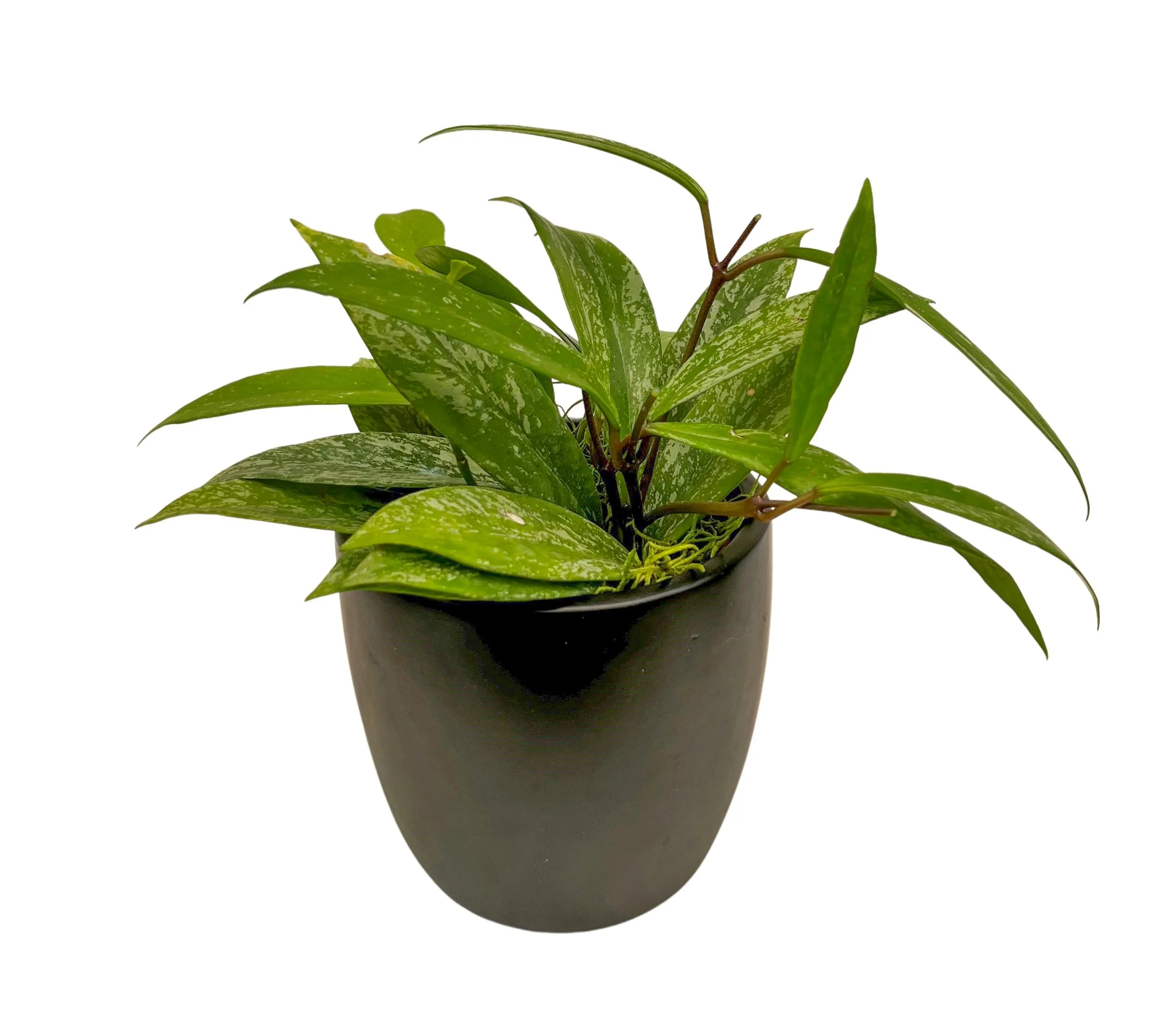 A potted houseplant with green and variegated leaves against a white background.