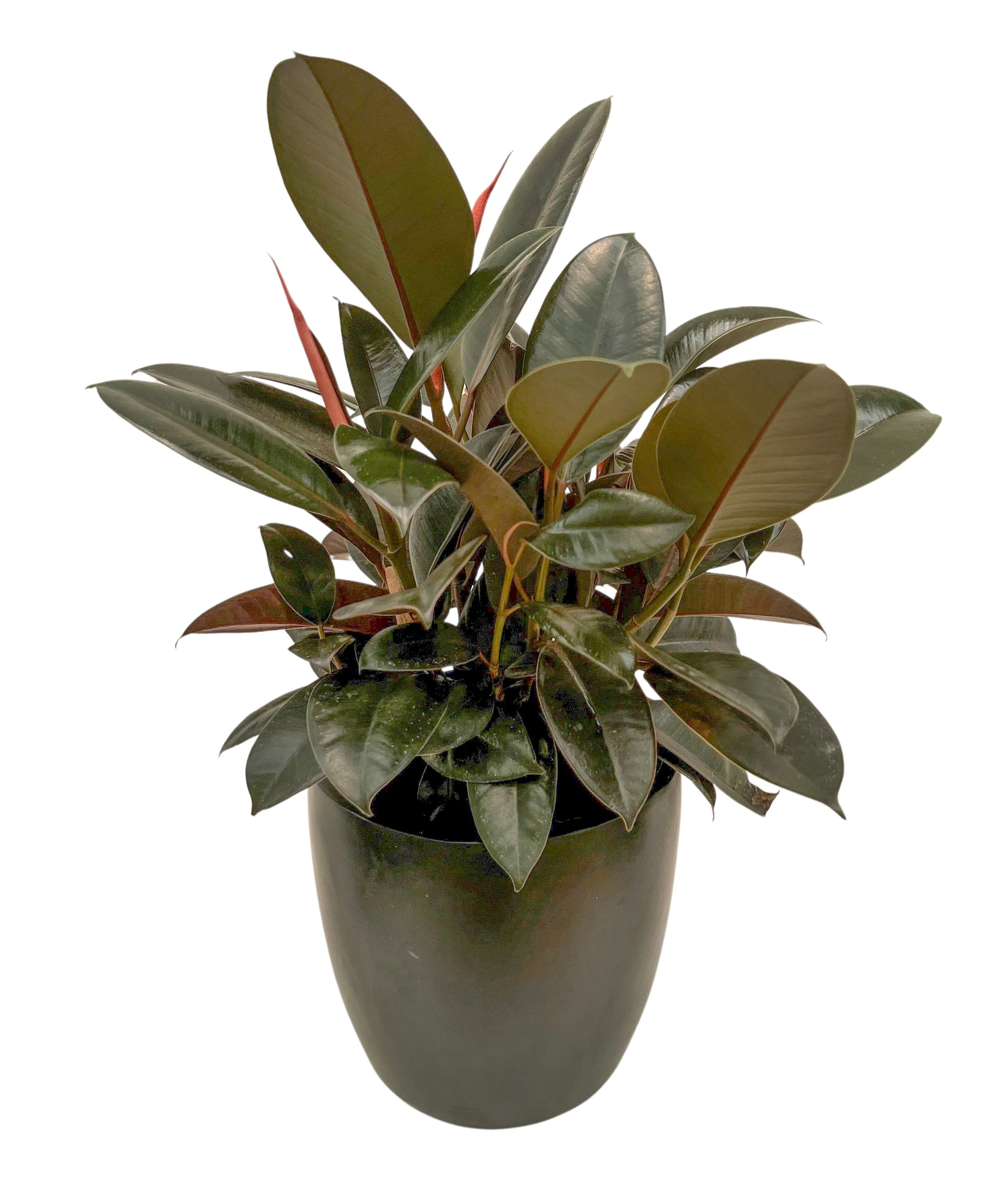 A potted rubber plant with dark green, glossy, oval-shaped leaves and reddish stems, placed in a dark-colored, simple planter.