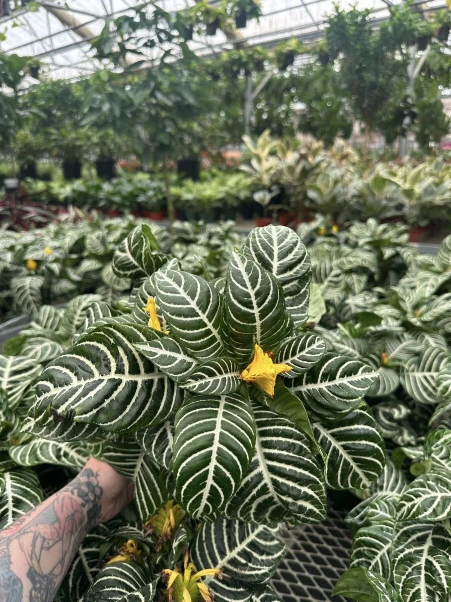 6" zebra - $11.84