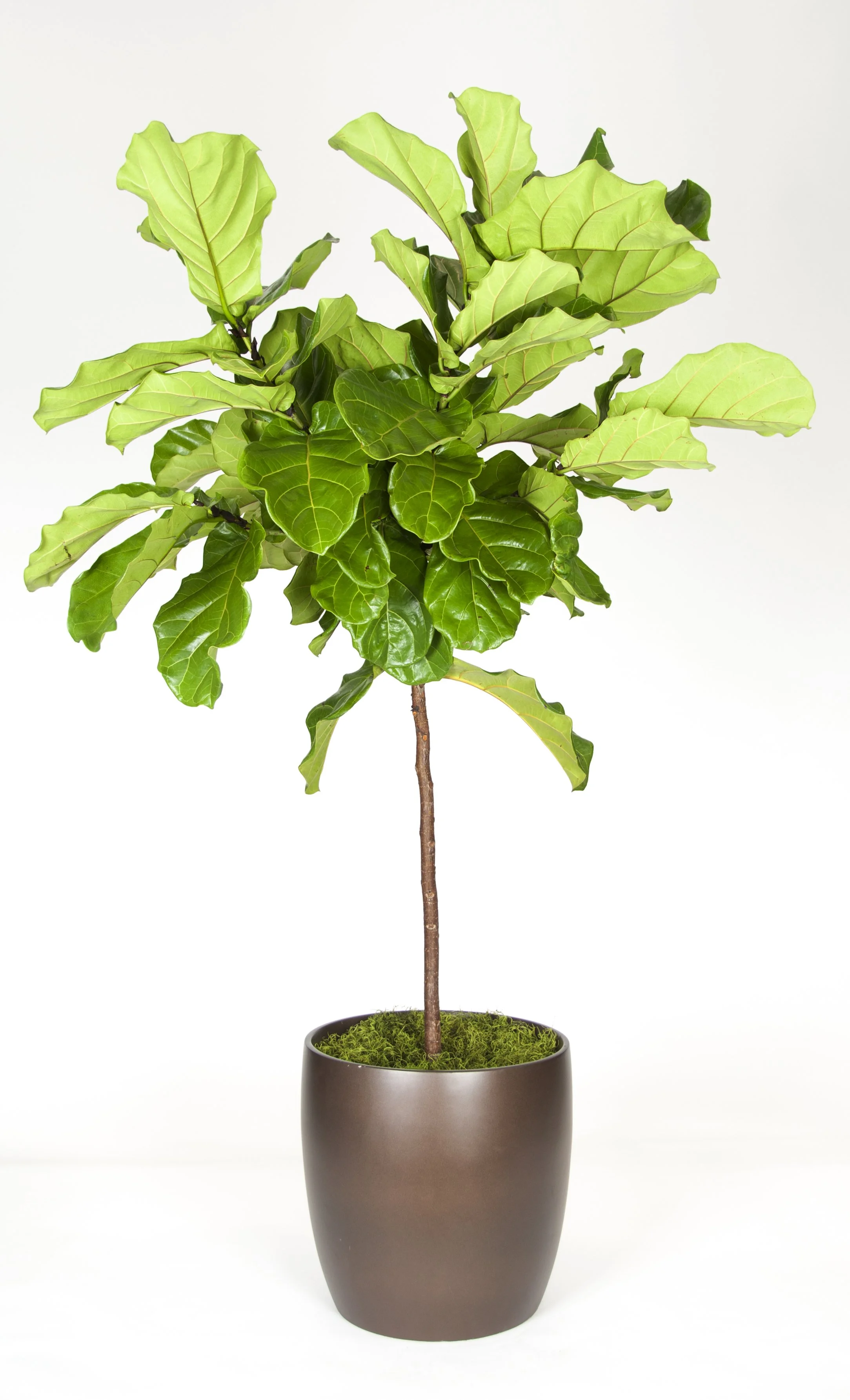 A potted plant with green, leafy foliage, placed in a dark brown pot filled with green moss. The plant has a slender brown trunk and large, glossy leaves with prominent veins.