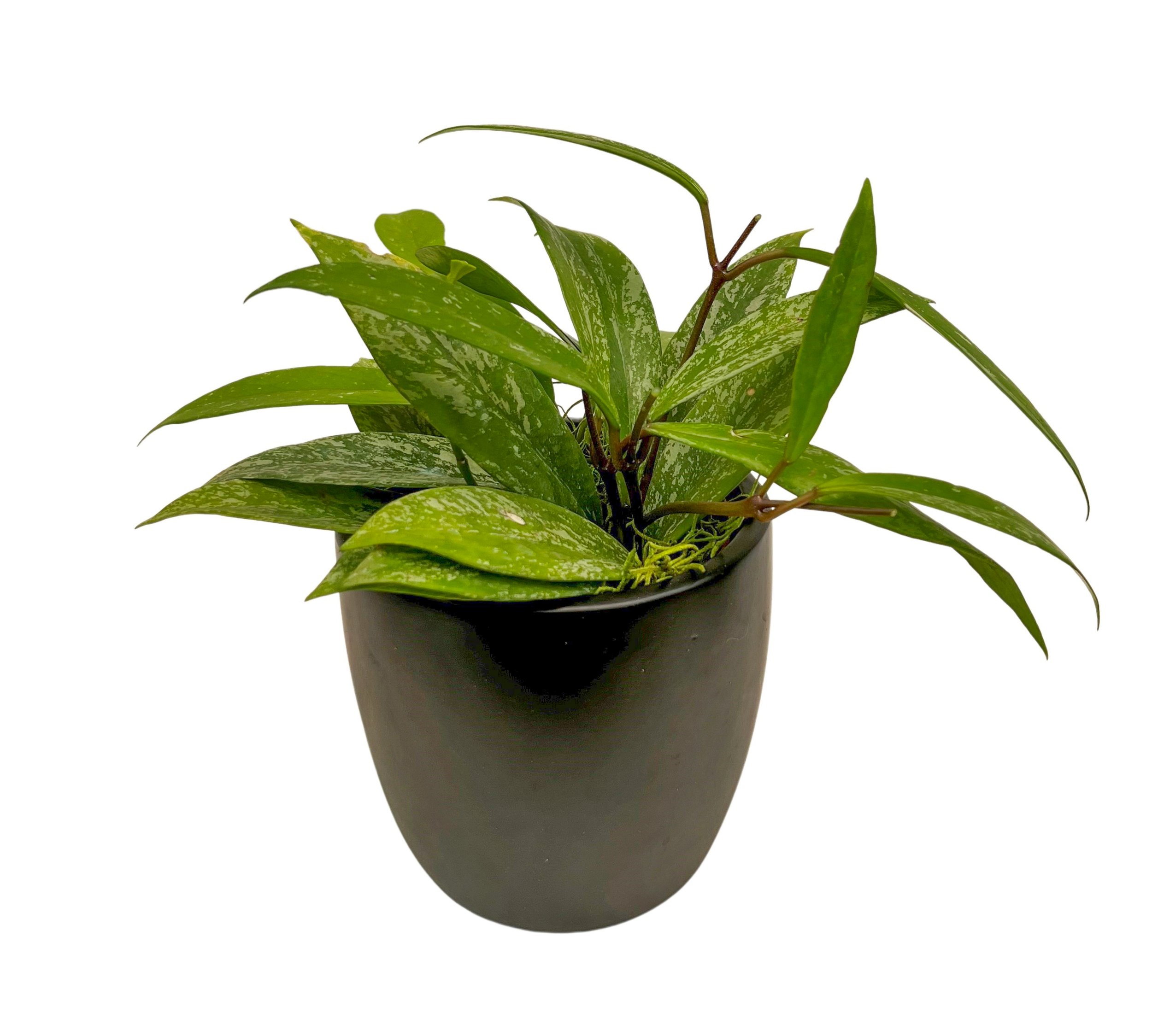 A potted green plant with variegated leaves, placed in a black container against a white background.