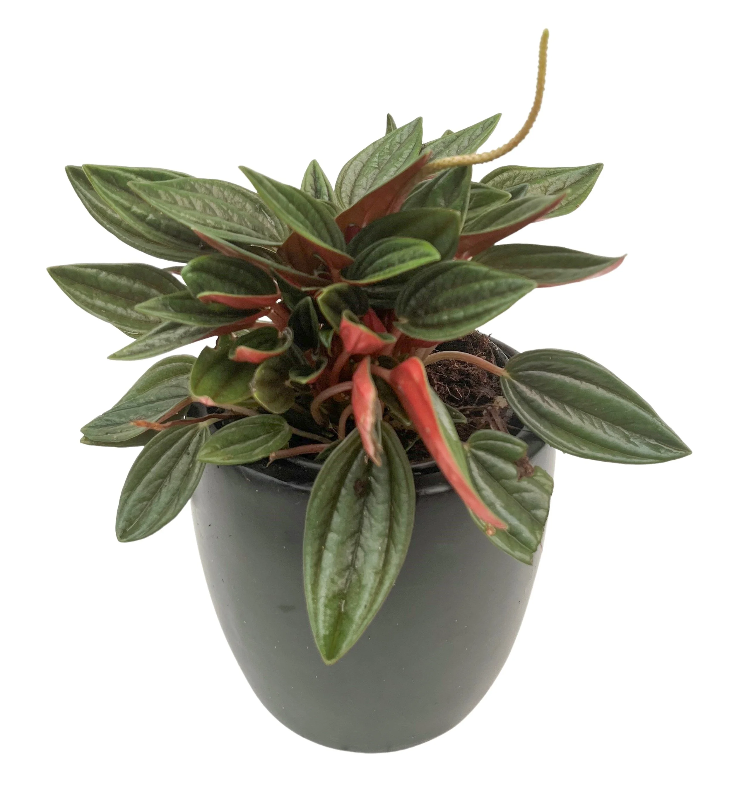 Potted plant with dark green, oval leaves and red-tinged stems, set against a plain white background.