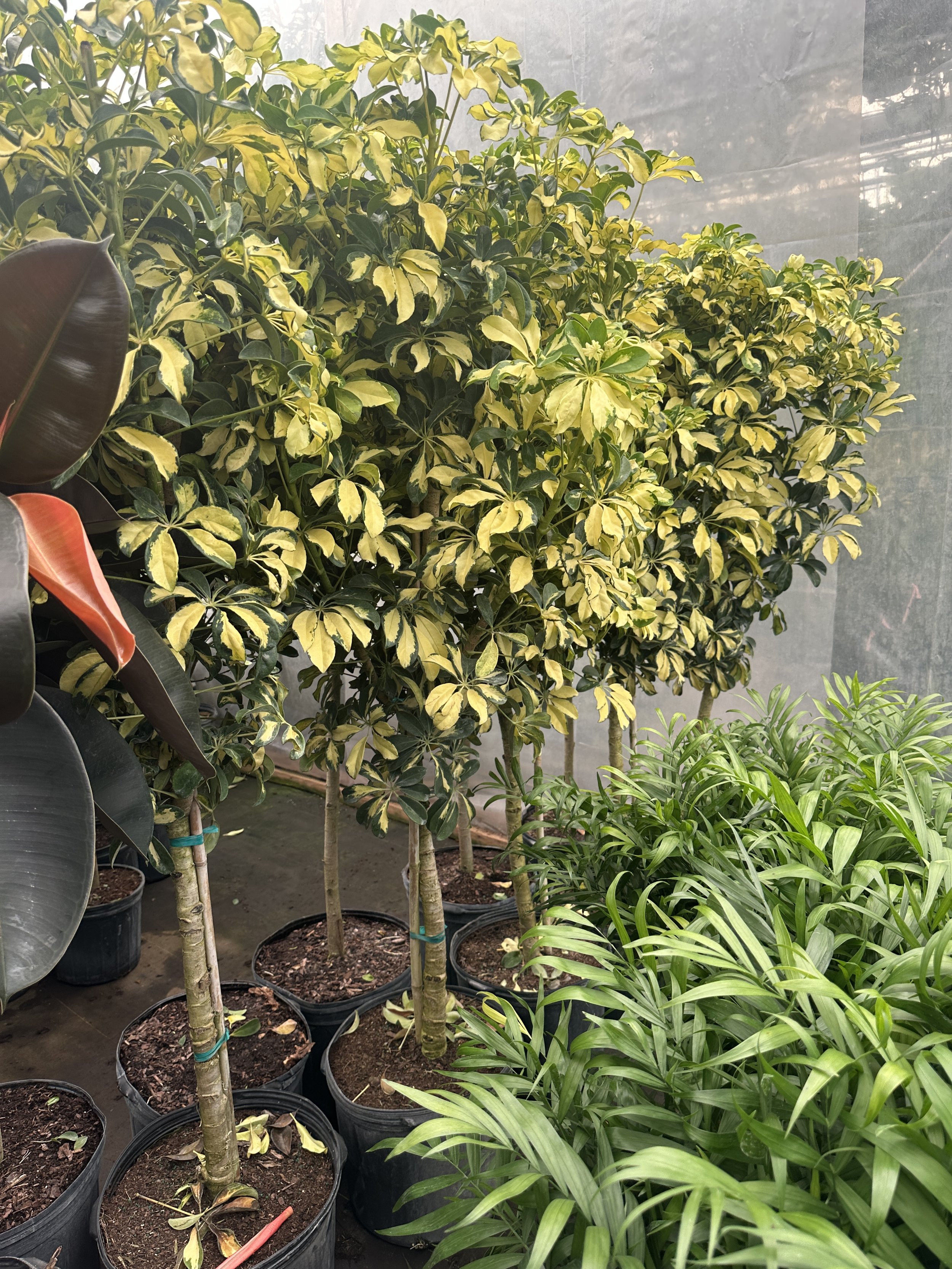 14" schefflera arboricola variegated standard 5-6' - $139.66