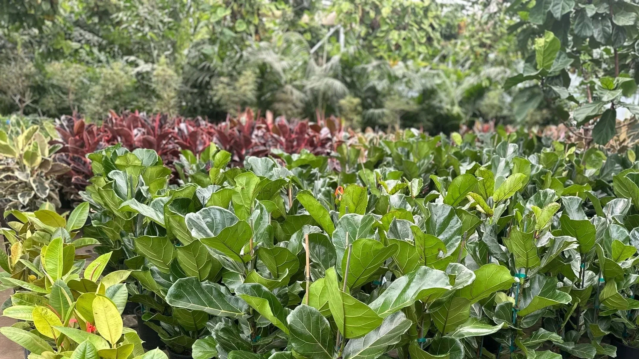 A variety of lush green plants and bushes in a garden or nursery setting.