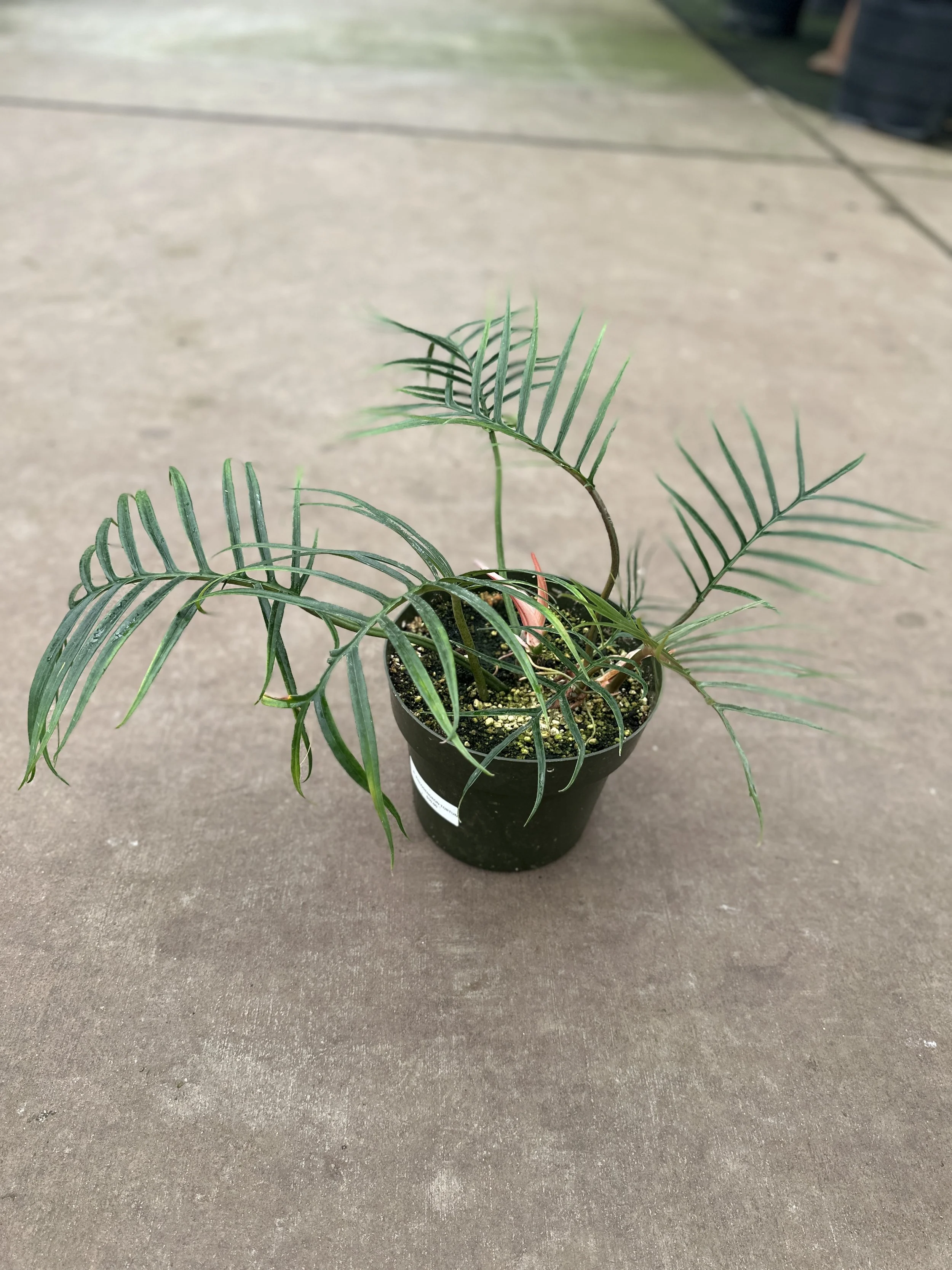 8" philodendron tortue - $50