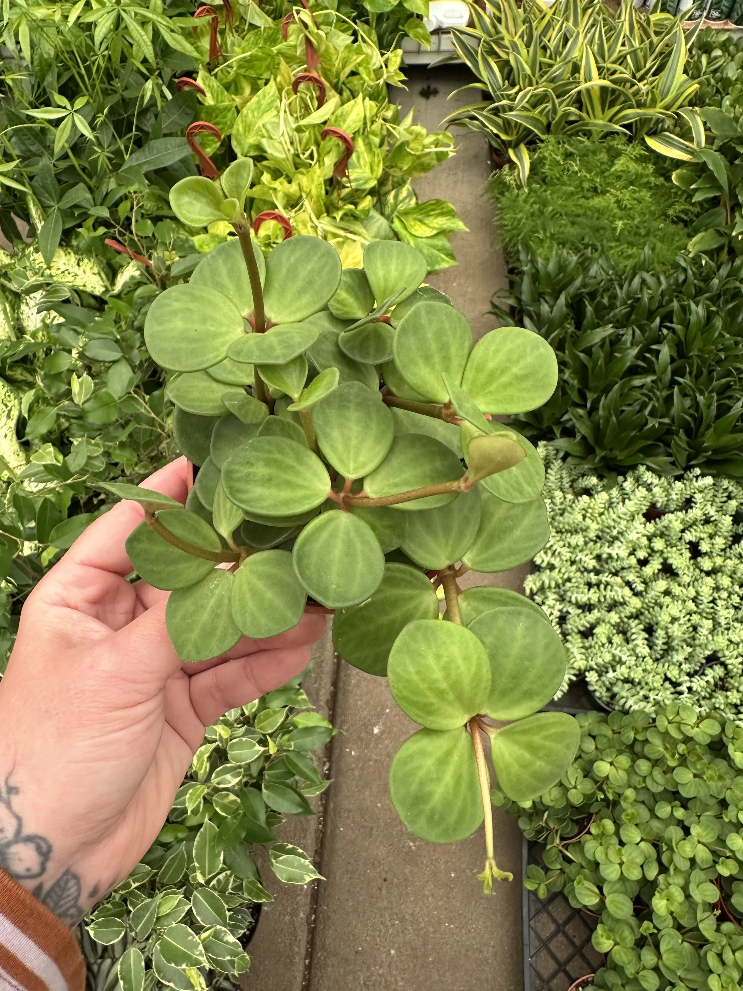 4" peperomia hope - $11.61