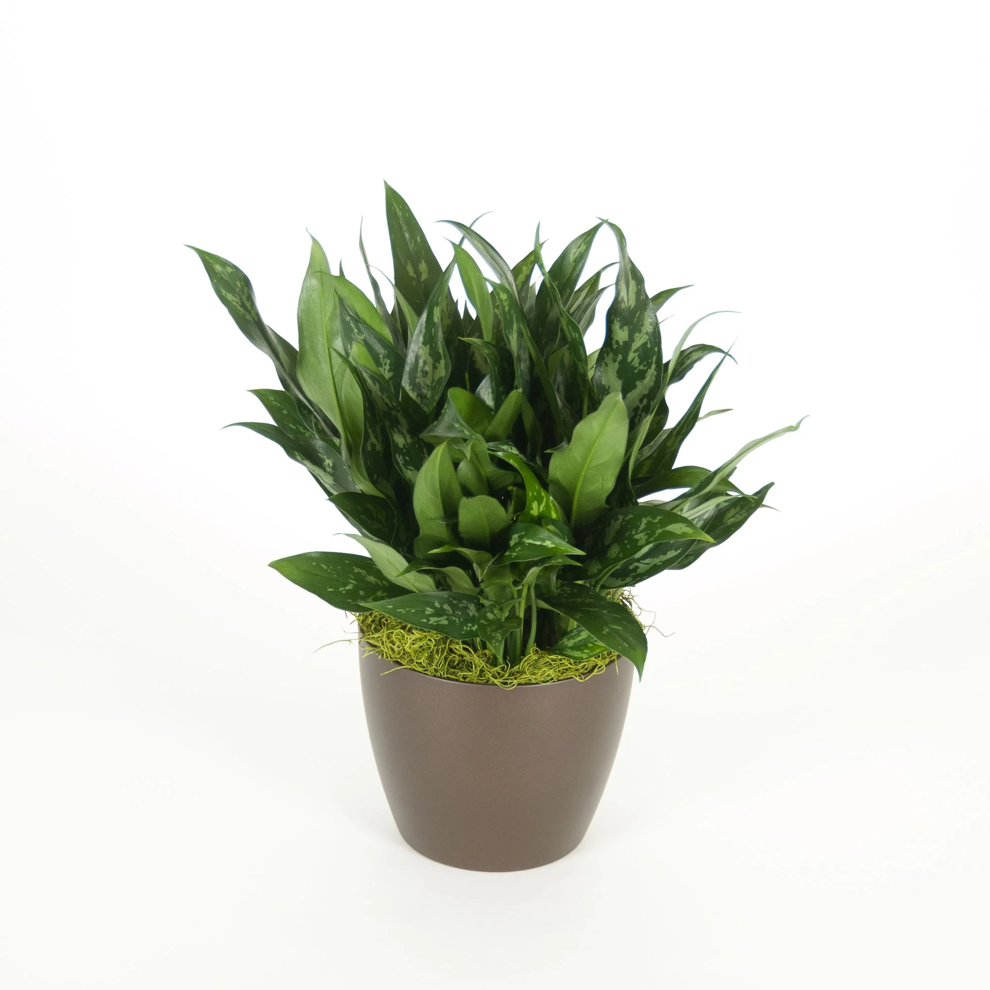 A potted houseplant with large green variegated leaves on a white background.