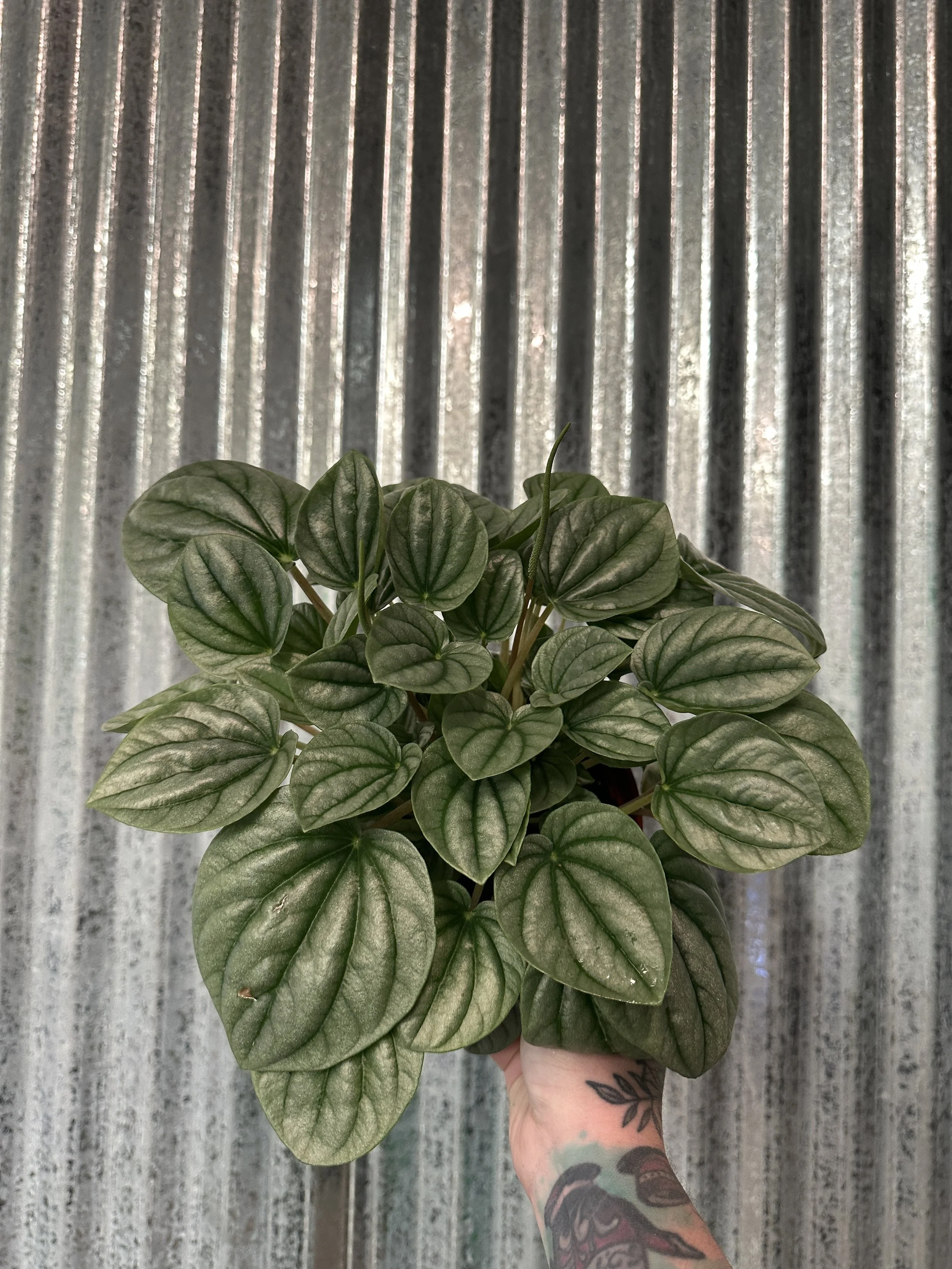 6" peperomia frost - $14.34