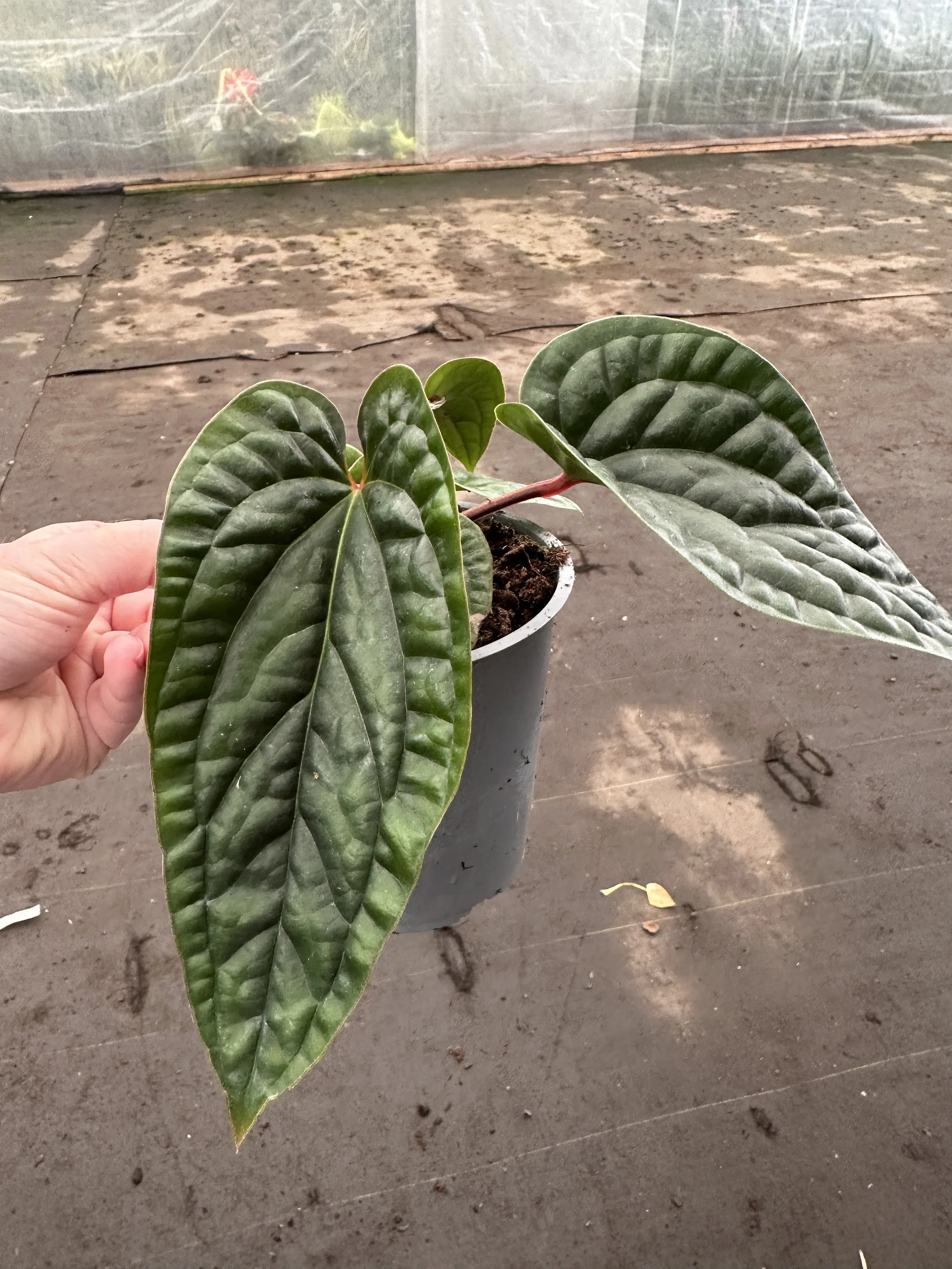 5" anthurium radicans luxurians - $25