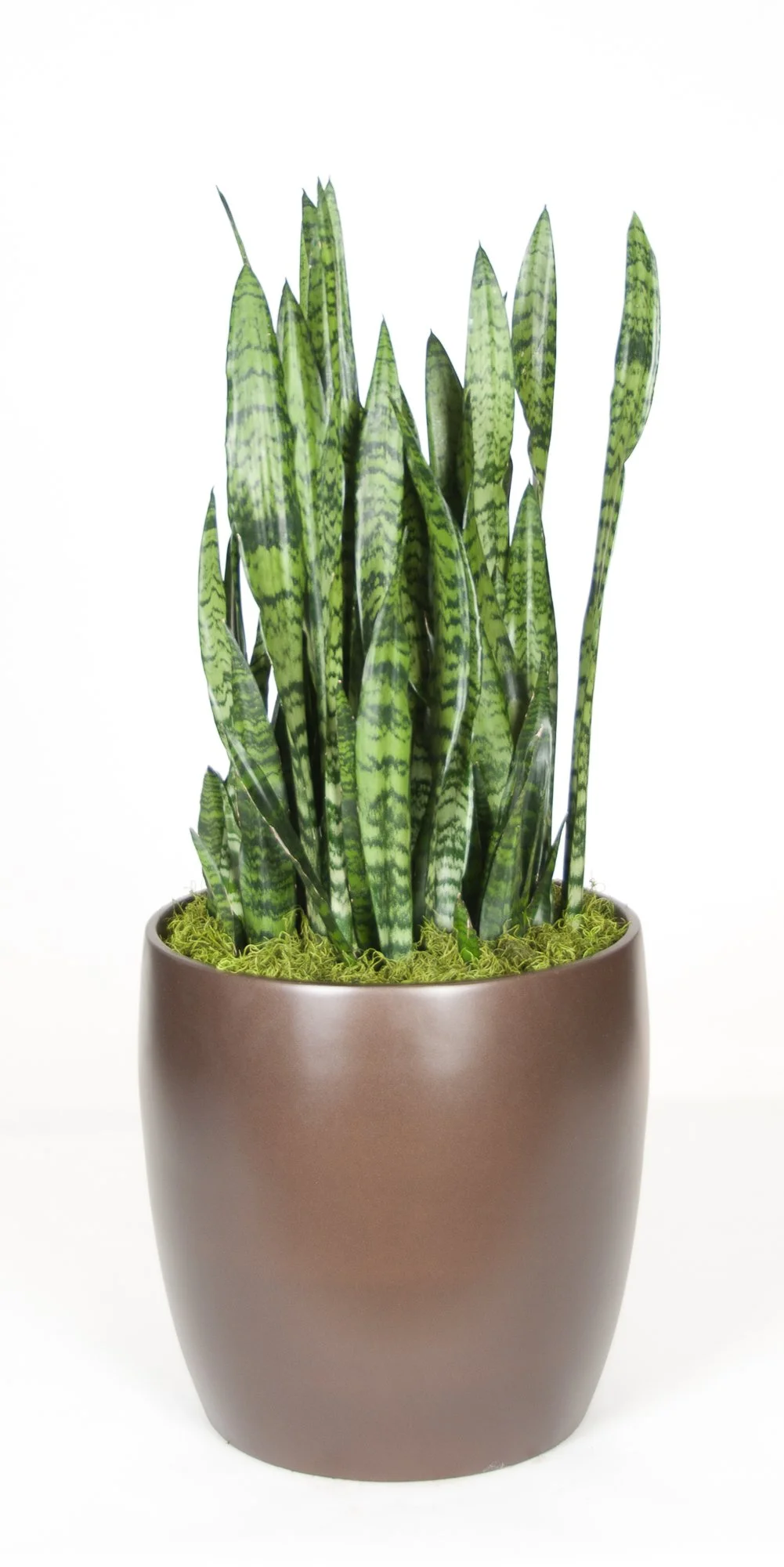 A potted snake plant with tall, green, patterned leaves in a brown ceramic pot on a white background.