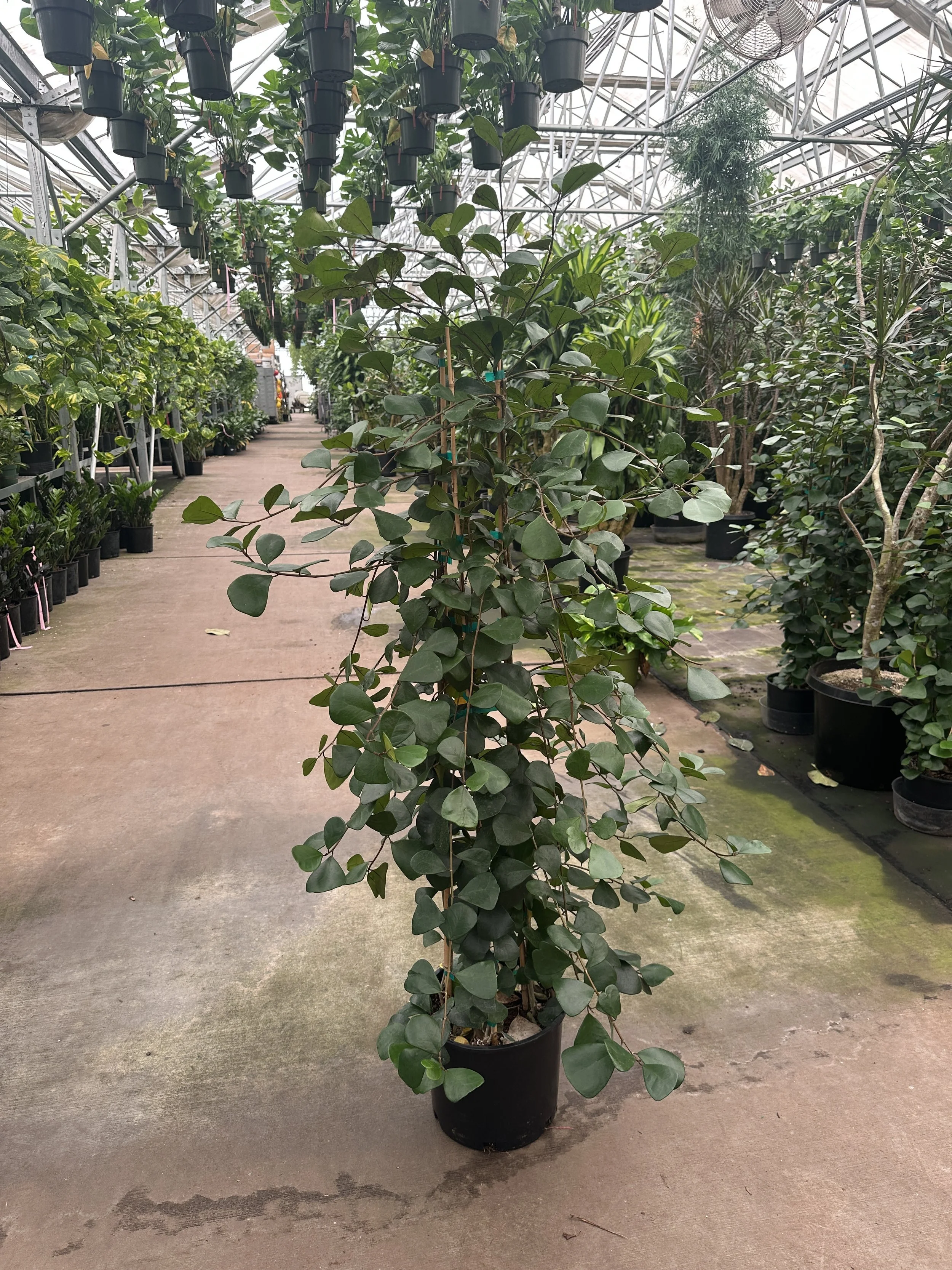 14" ficus triangularis 6' - $149.59