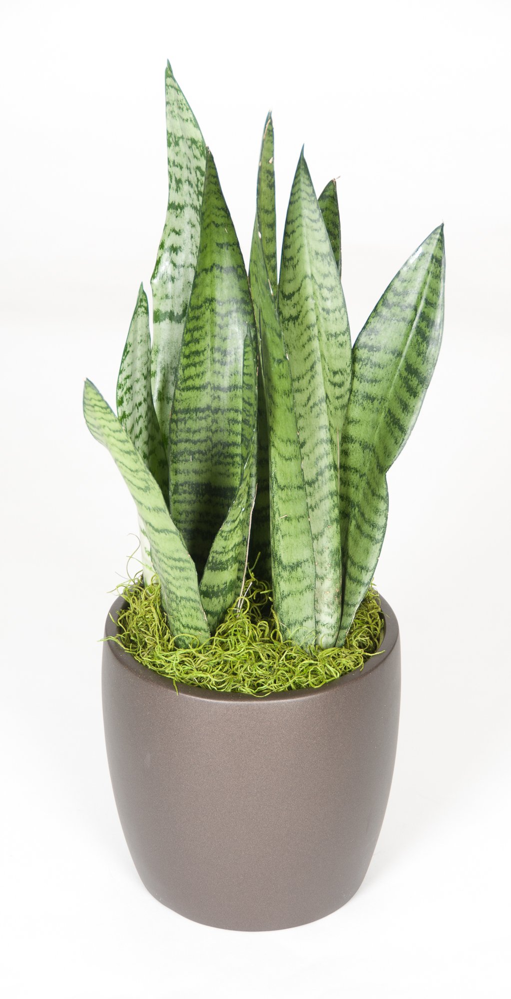 A potted snake plant with tall, sword-shaped green leaves with darker green horizontal markings, planted in a gray round pot with green moss covering the soil.