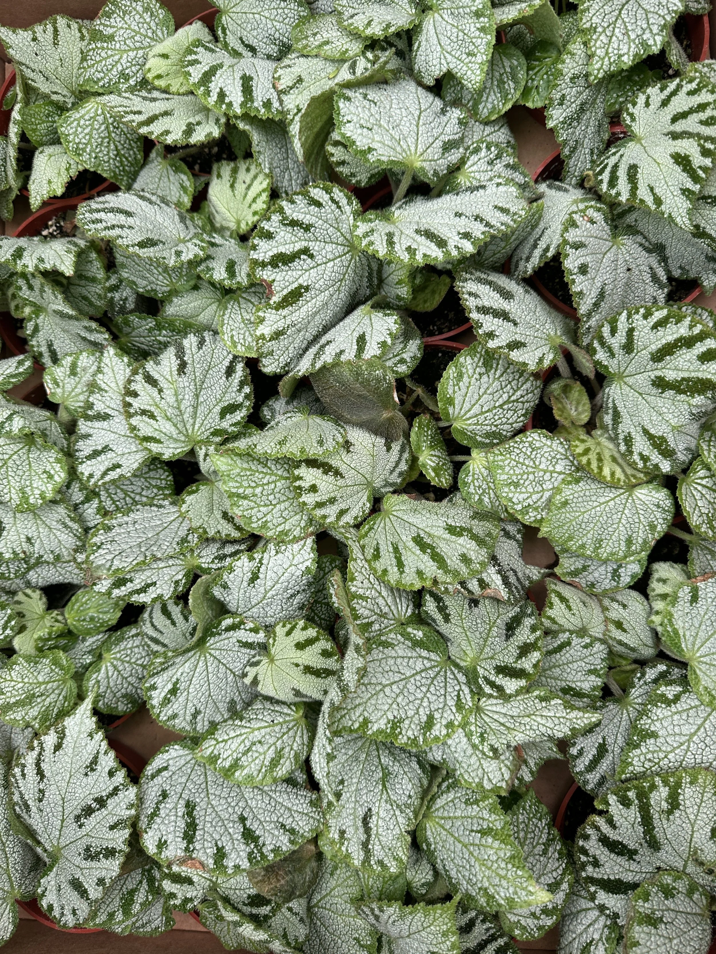 4" Begonia Silver Jewel - $10.18