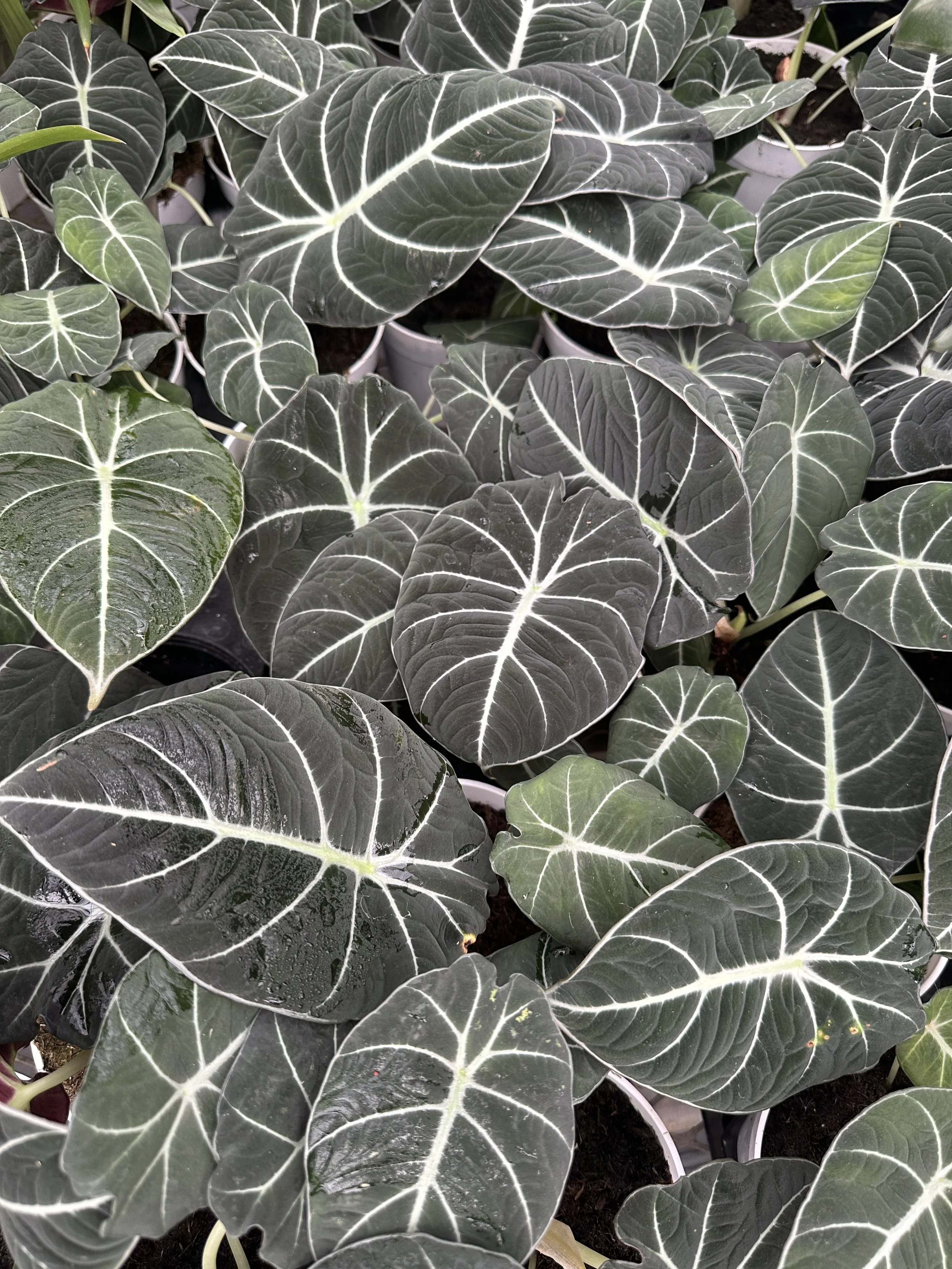 4" alocasia black velvet - $12.71