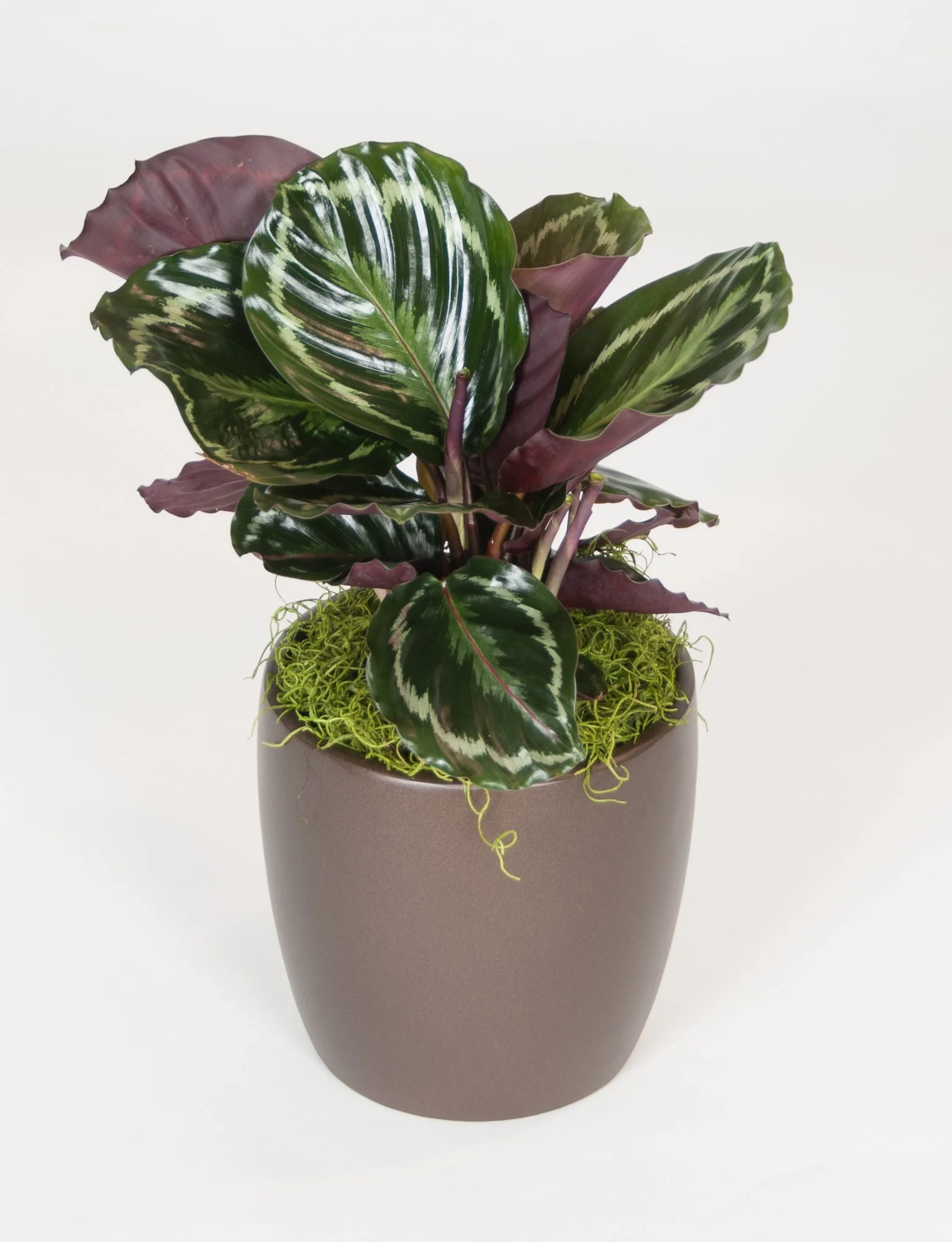 A potted plant with variegated green and purple leaves placed in a brown ceramic pot, sitting on a white surface.