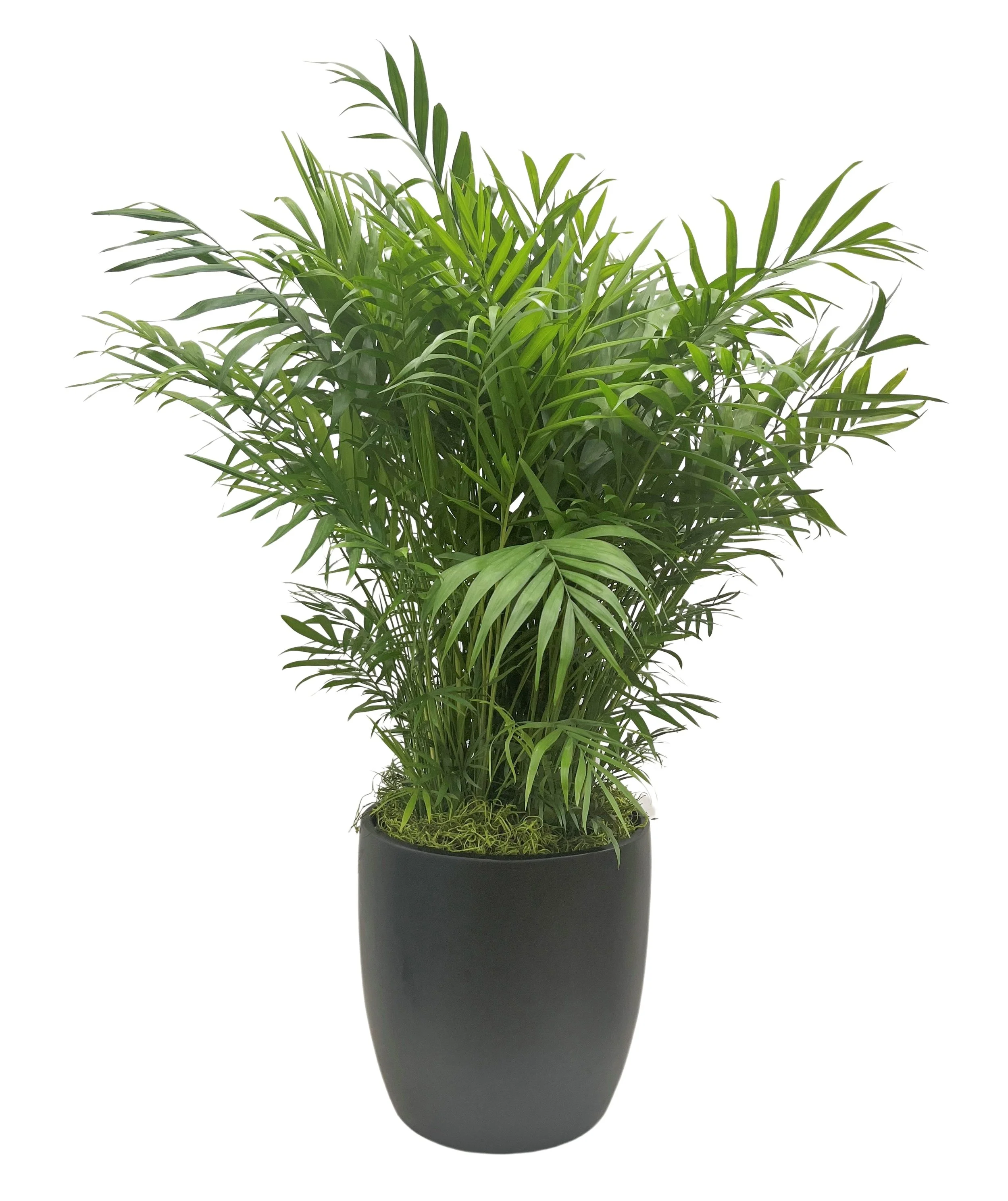 A potted green indoor plant with long, narrow leaves in a tall black vase.