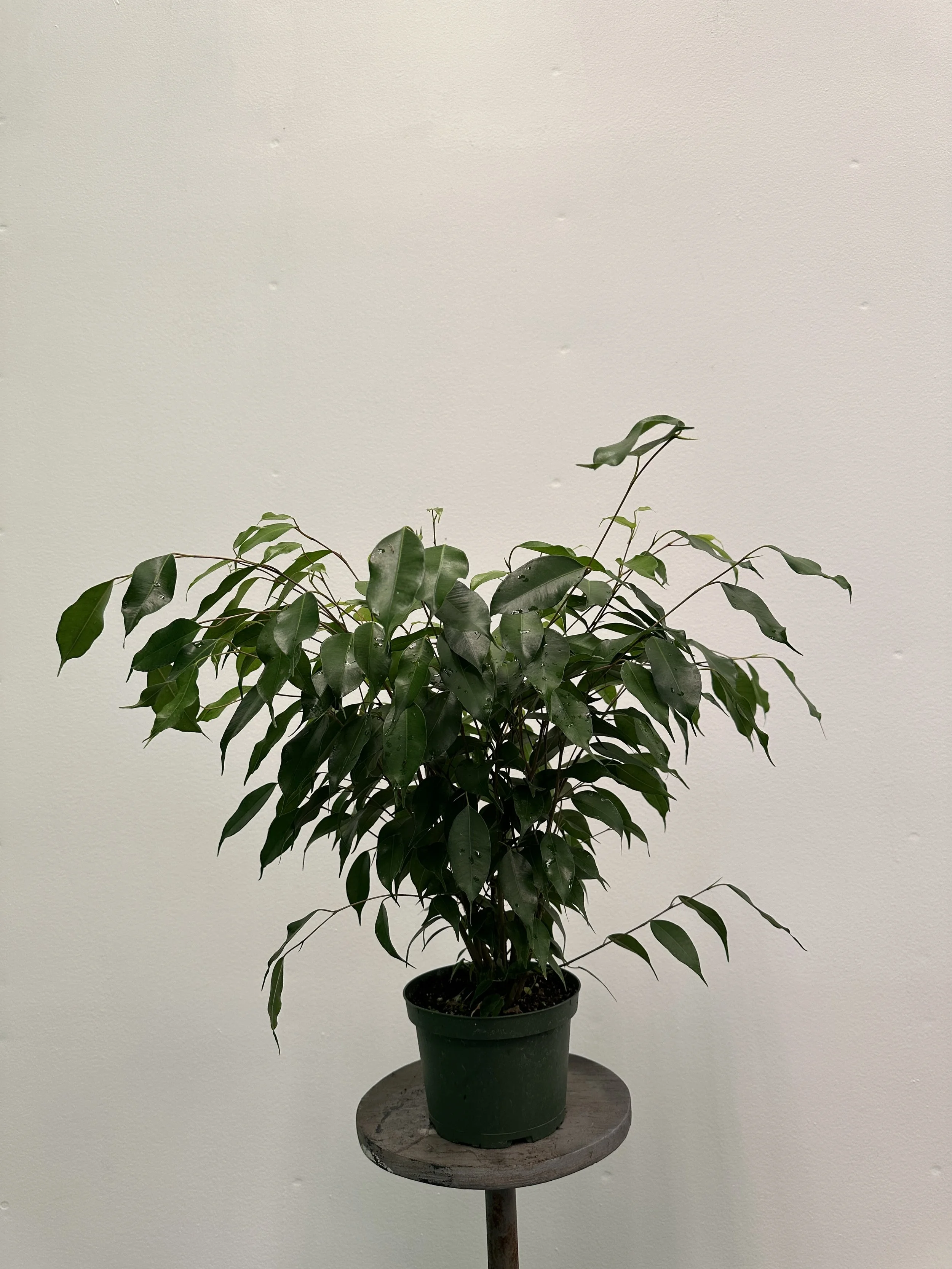 6" ficus benjamina - $11.52
