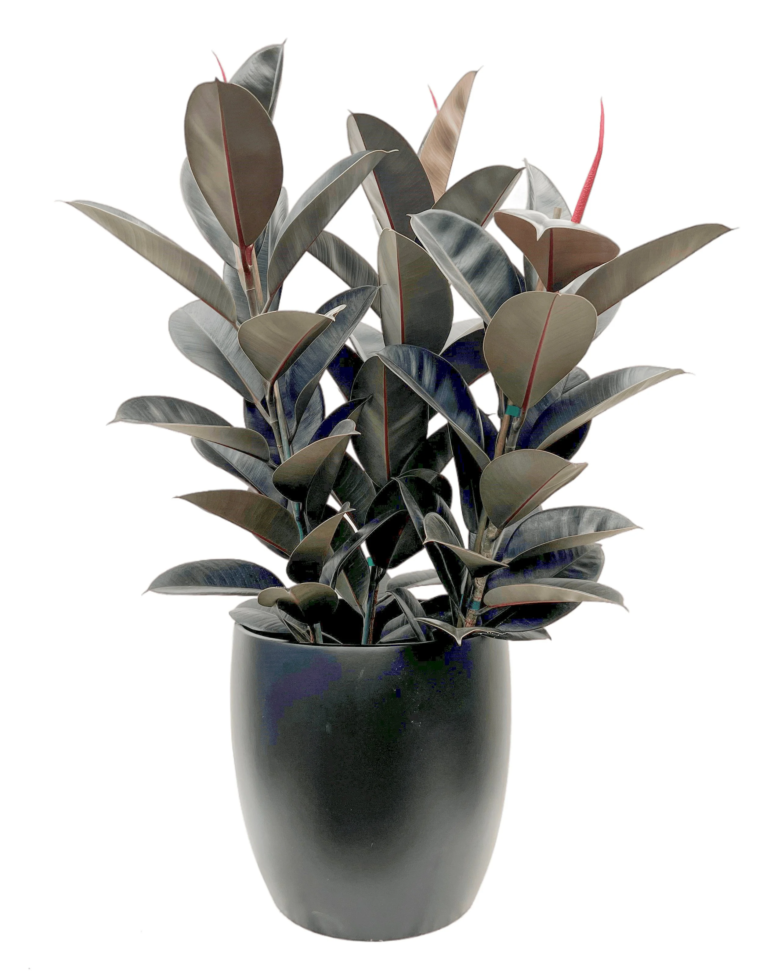 A potted rubber plant with dark green, red-edged leaves in a matte black vase.