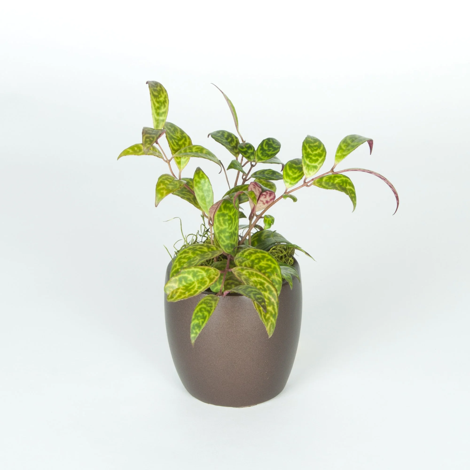 A potted plant with green and yellow variegated leaves against a plain white background.