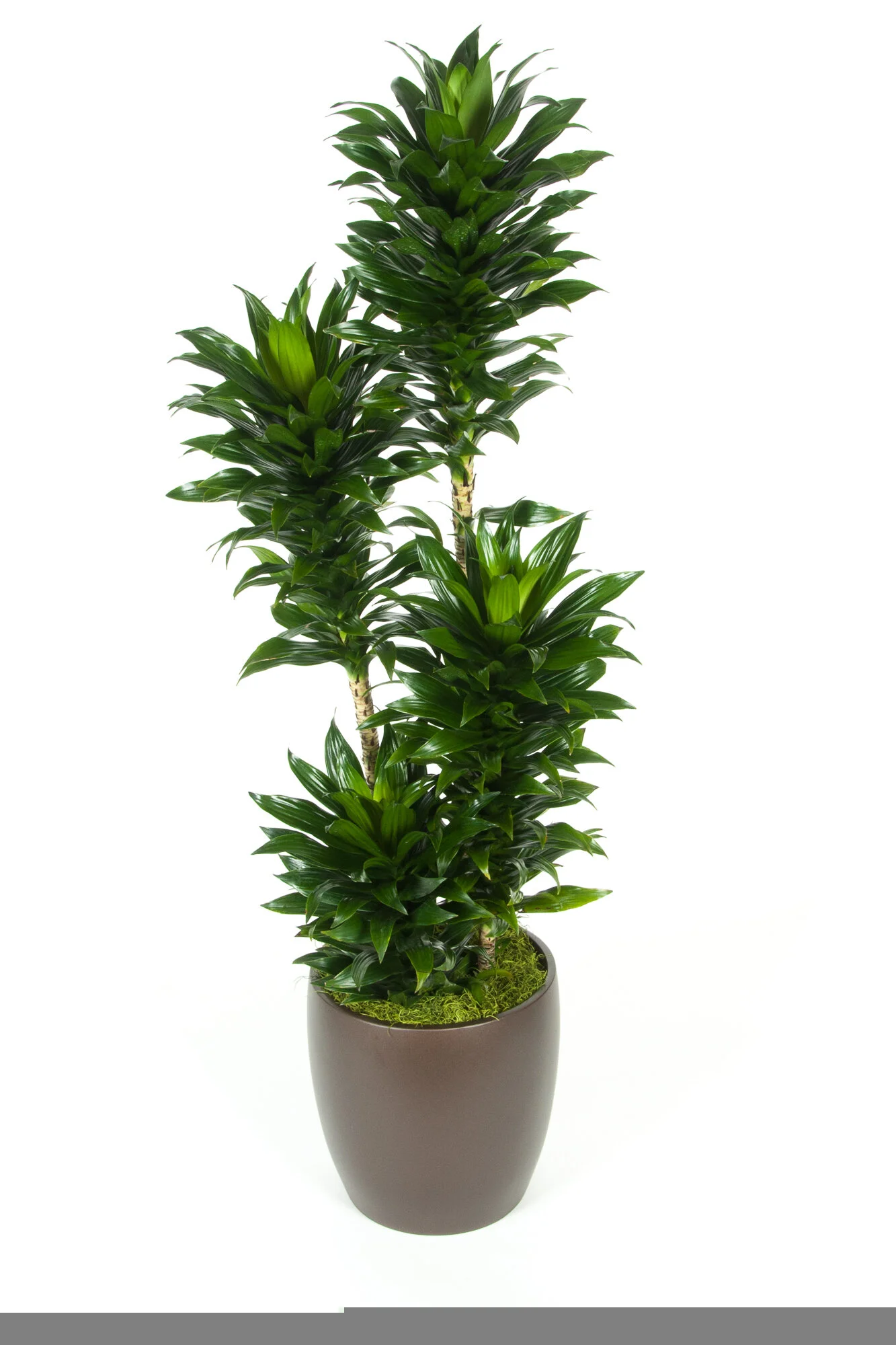 Indoor potted plant with tall green leafy stalks and smaller leaves in a dark brown vase.