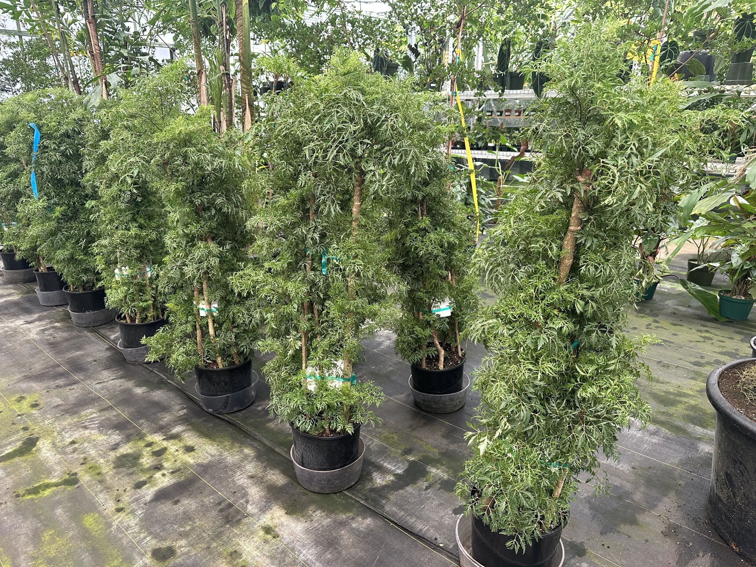 10" ming aralia 4' - $128.13