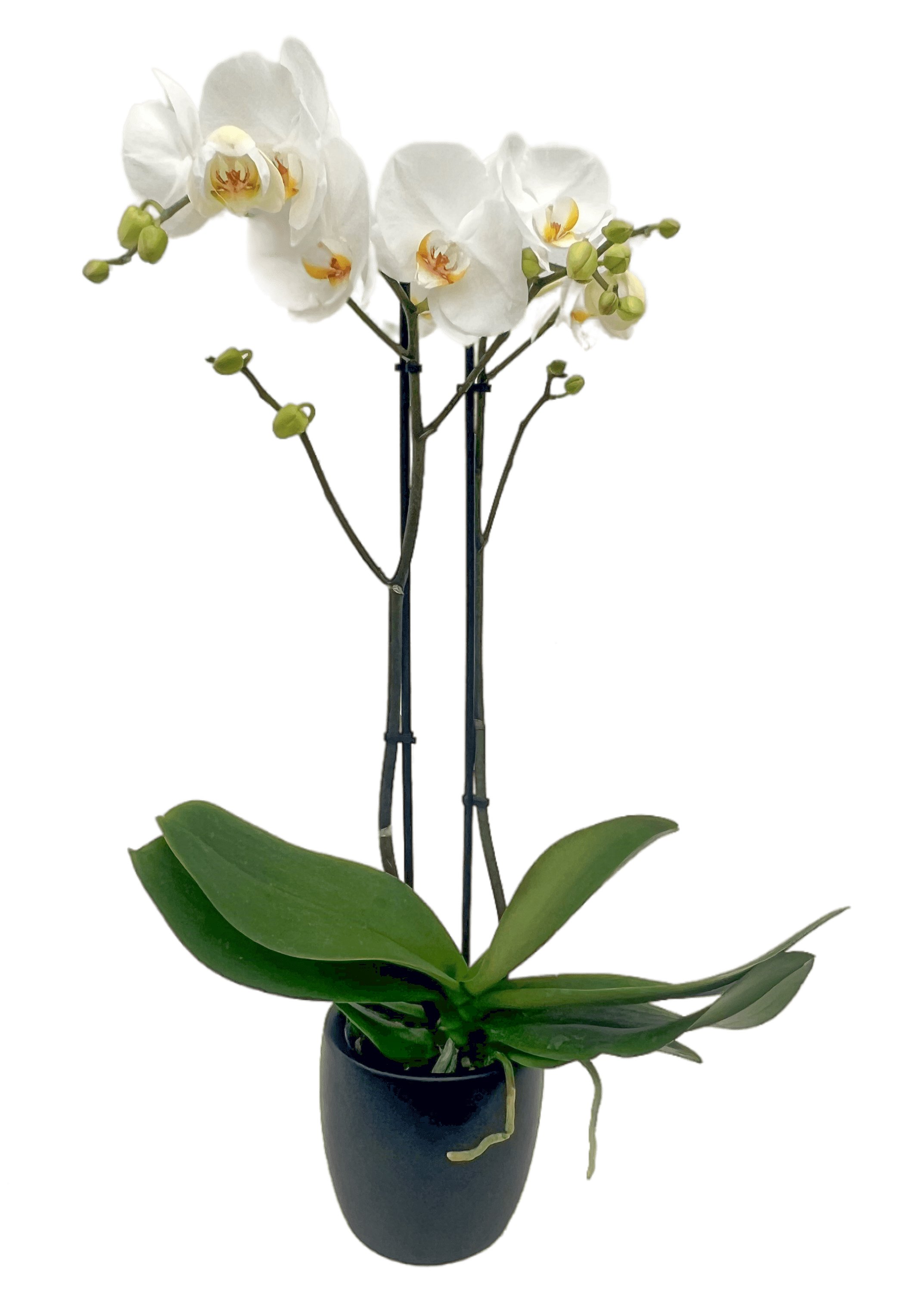 A potted orchid with white flowers and green leaves, supported by stakes, in a black vase.